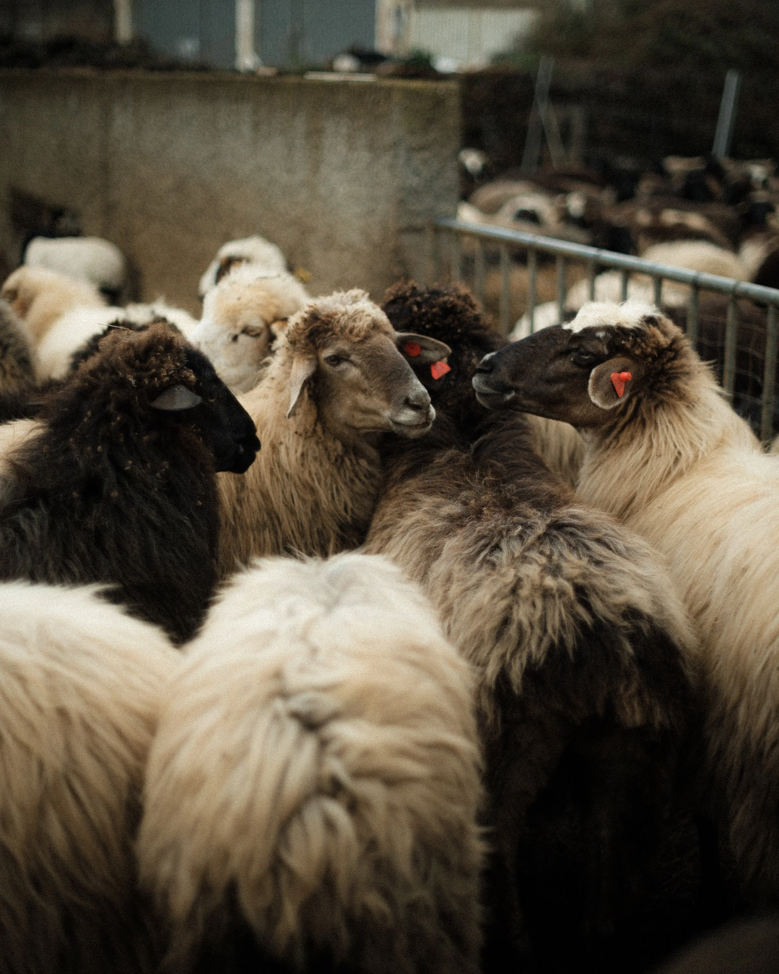 Sheep, El Hierro