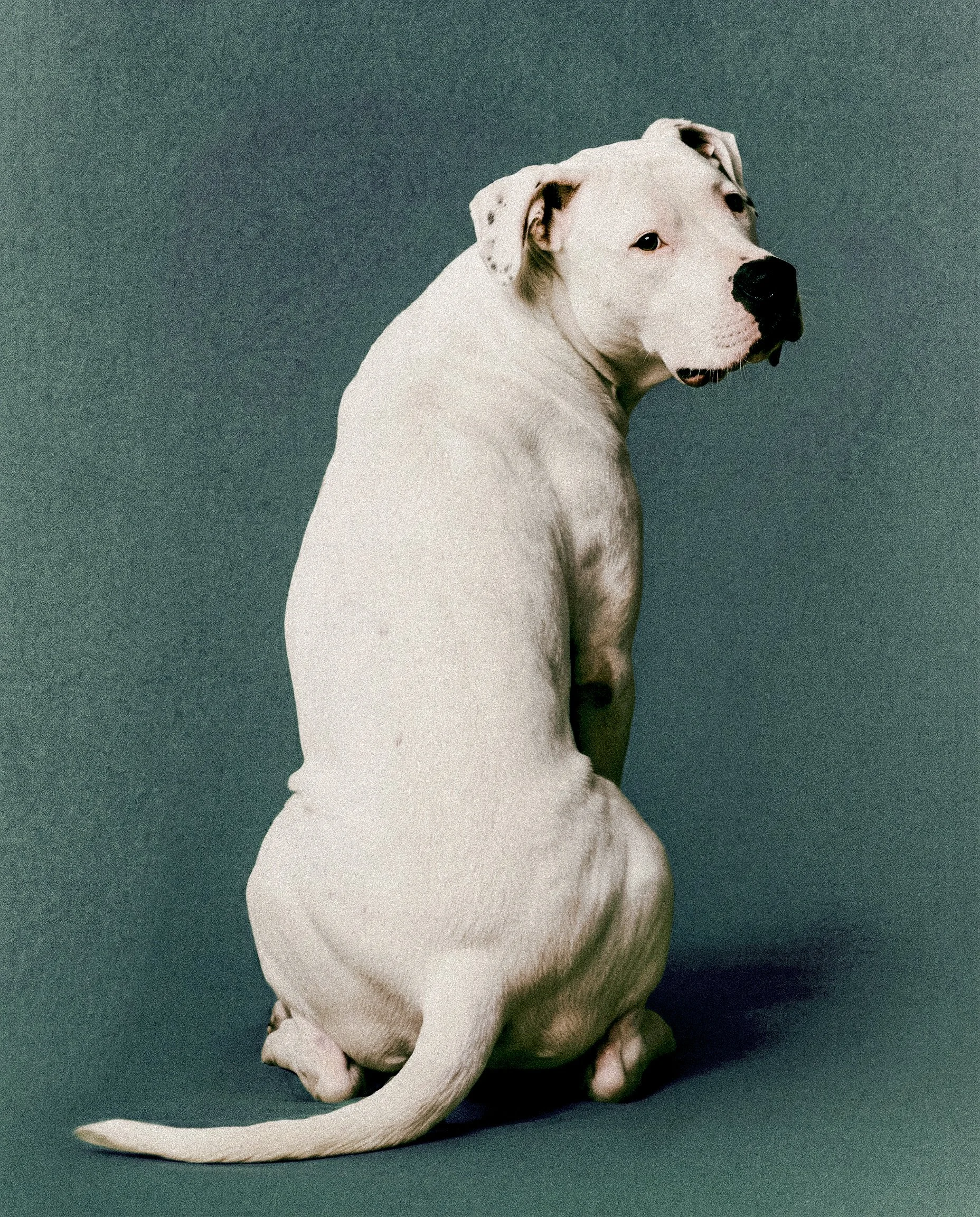 Cane bianco con macchie nere seduto contro uno sfondo verde acqua, rivolto di lato.