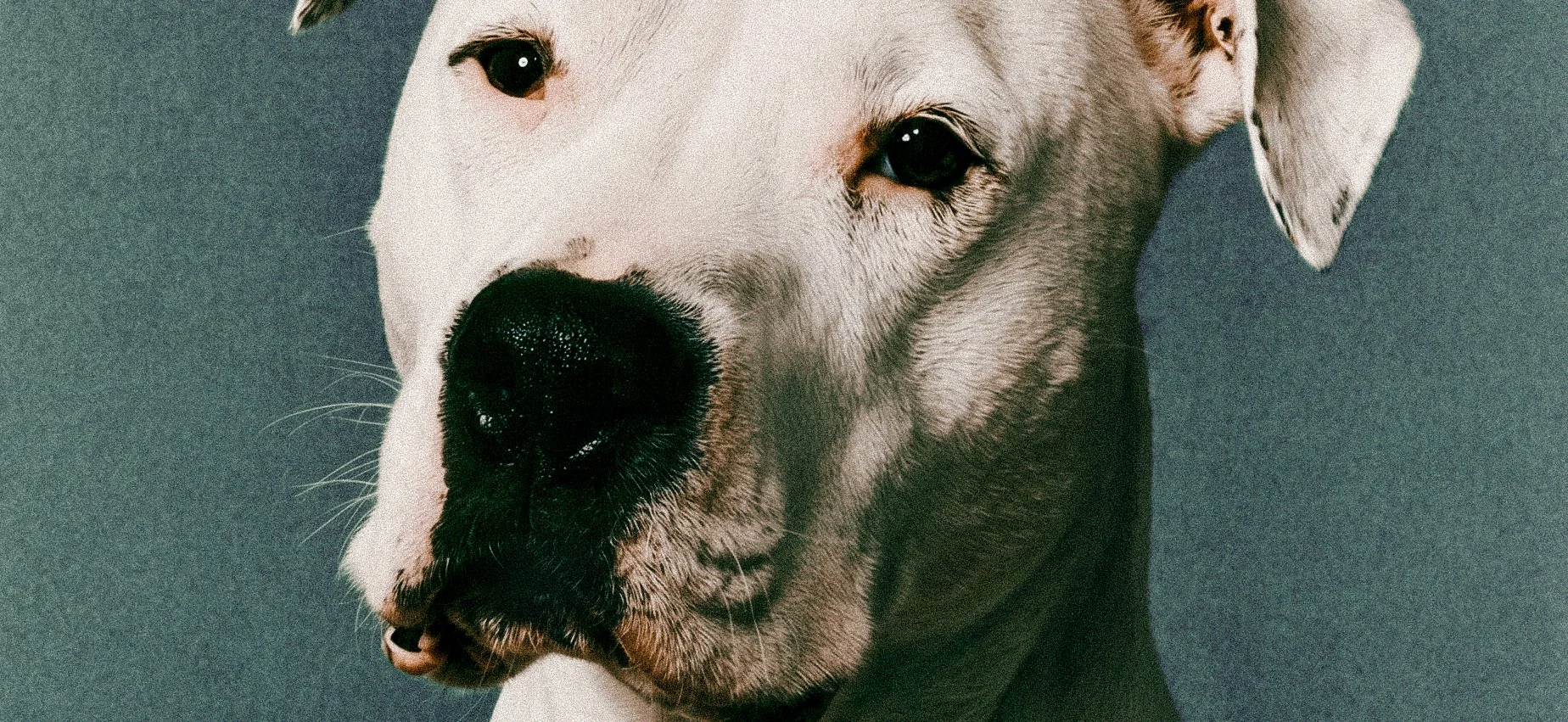 Primo piano di un cane con pelo bianco e marrone, orecchie corte, sfondo grigio.
