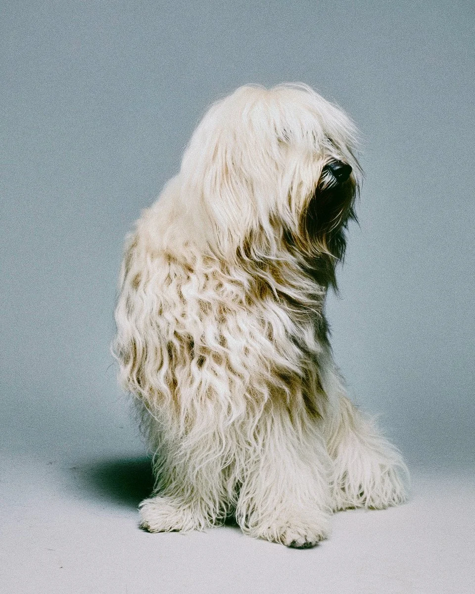 Cane di grosse dimensioni con pelo lungo e bianco, seduto su sfondo grigio