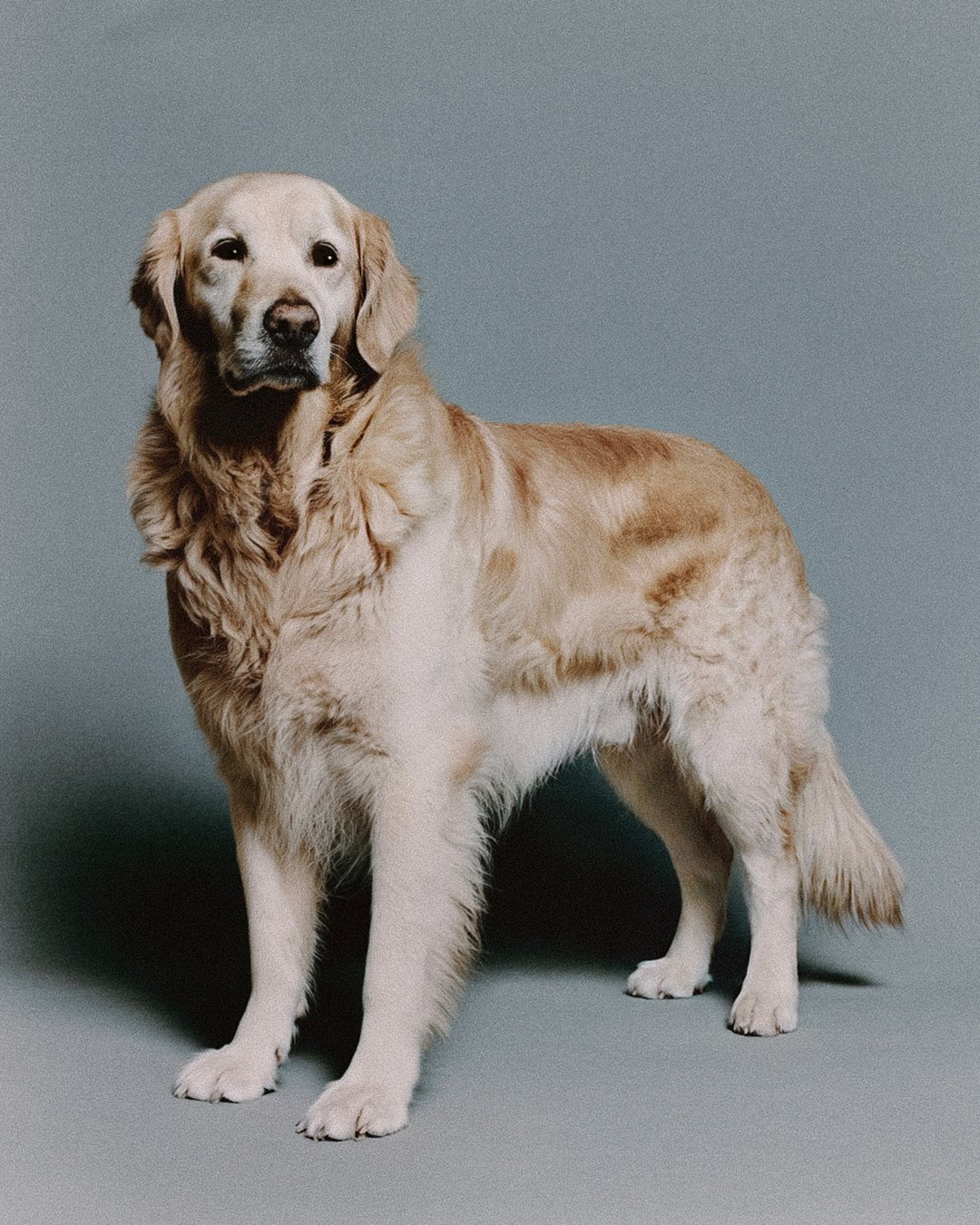 Un cane di razza retriever dorato, seduto contro uno sfondo grigio.