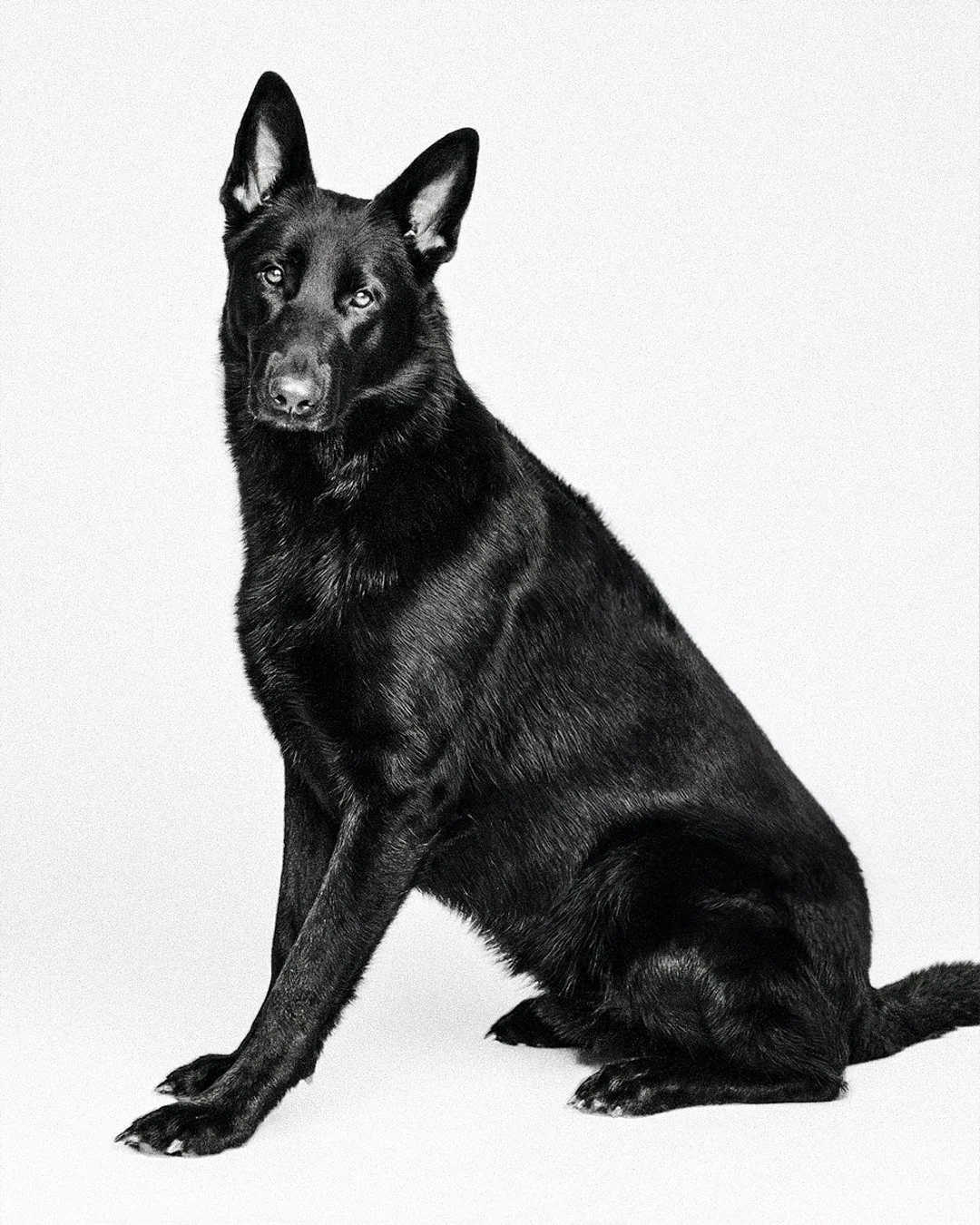 Un cane nero, probabilmente un pastore tedesco di colore nero, seduto su uno sfondo bianco.