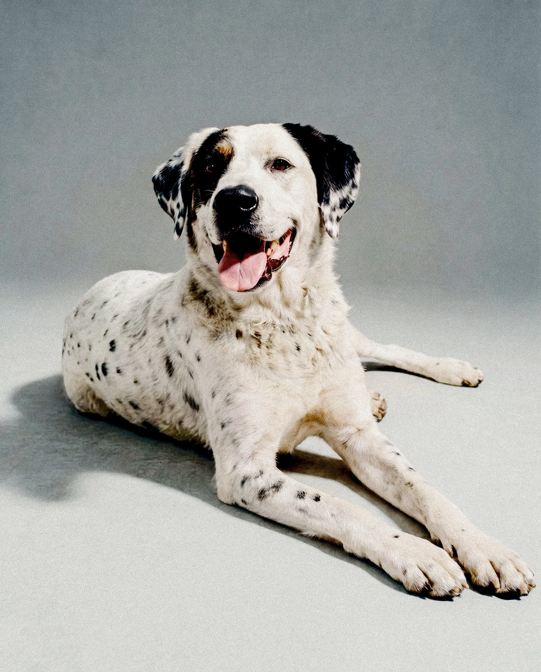 Un cane bianco con macchie nere e marroni, sdraiato sul pavimento, con la lingua di fuori e un'espressione allegra.