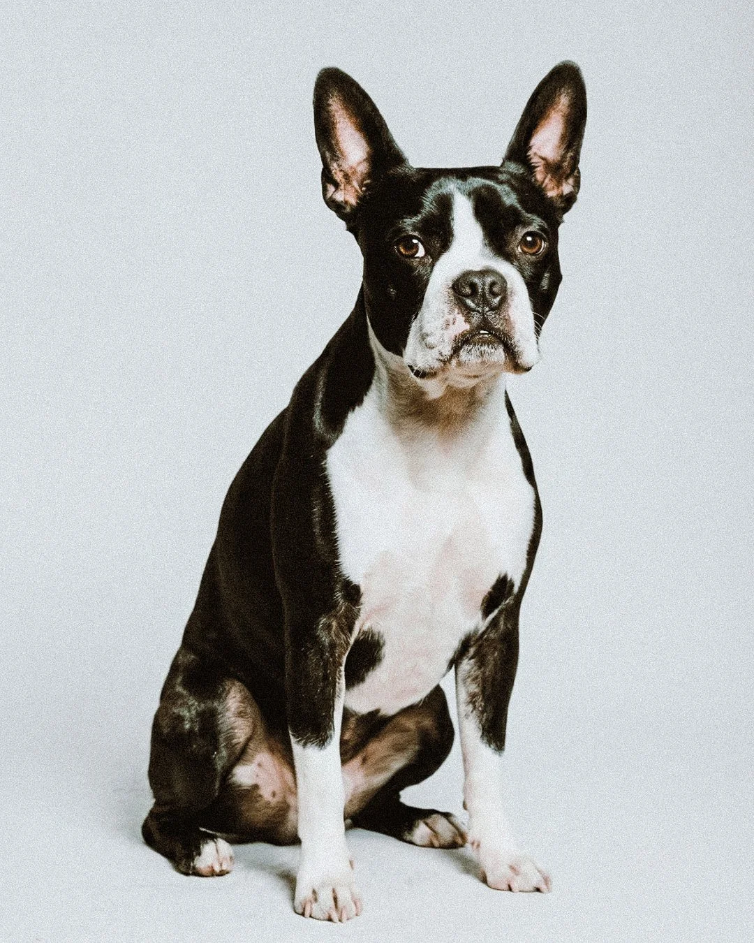 Un cane Boston Terrier seduto su uno sfondo bianco, con orecchie erette e espressione seria.
