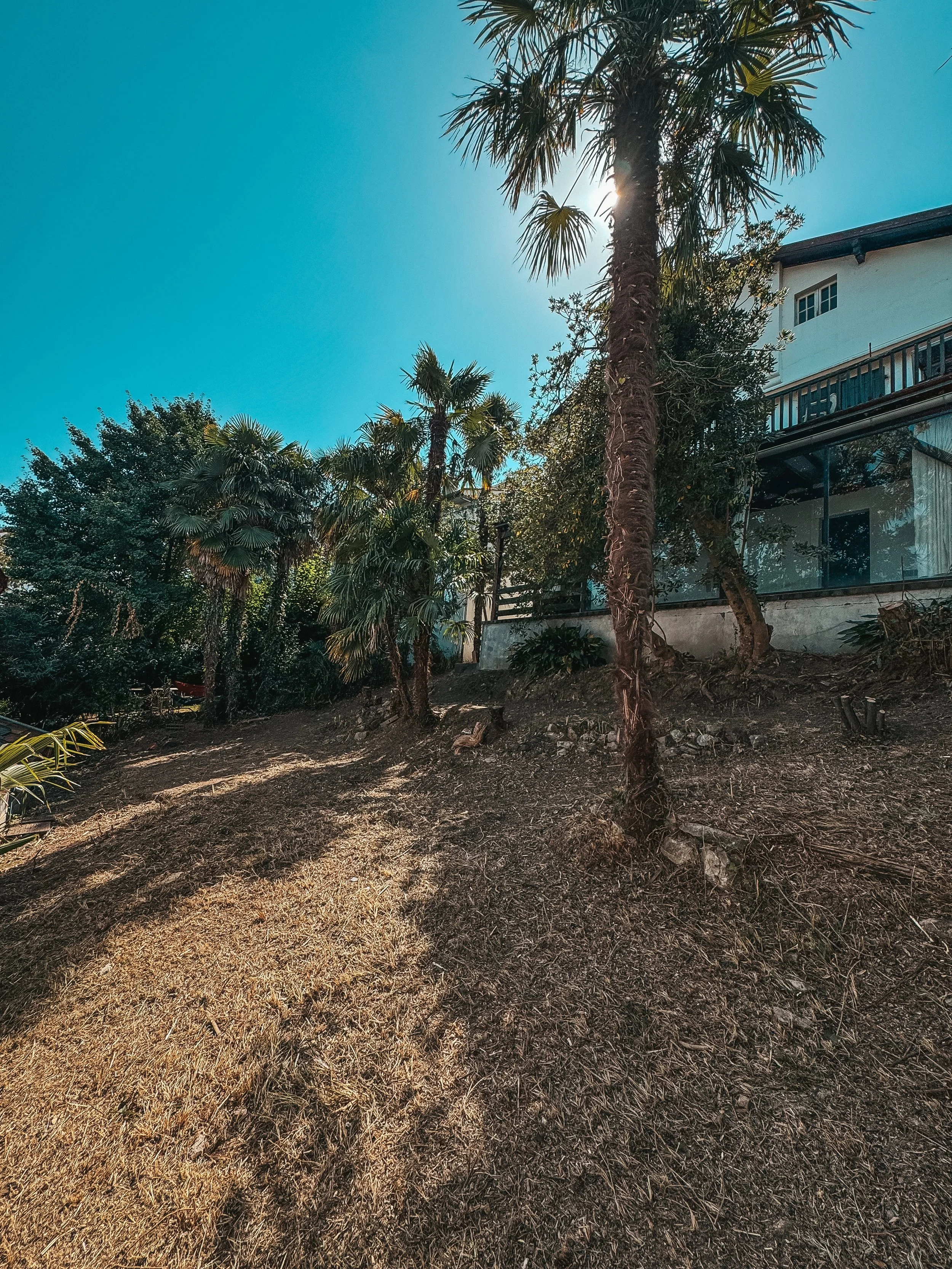Gazon sec avec plusieurs palmiers et une maison en arrière-plan, sous un ciel bleu ensoleillé.