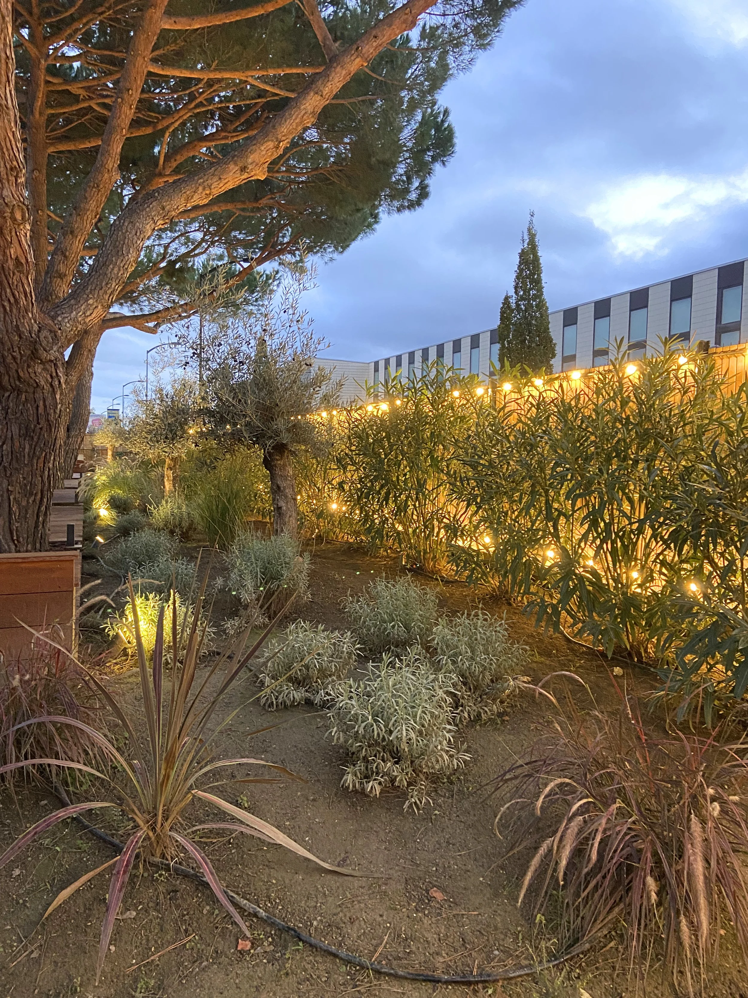 Jardin urbain avec des arbres, des arbustes, des lumières décoratives au sol et un bâtiment moderne en arrière-plan, sous un ciel crépusculaire.
