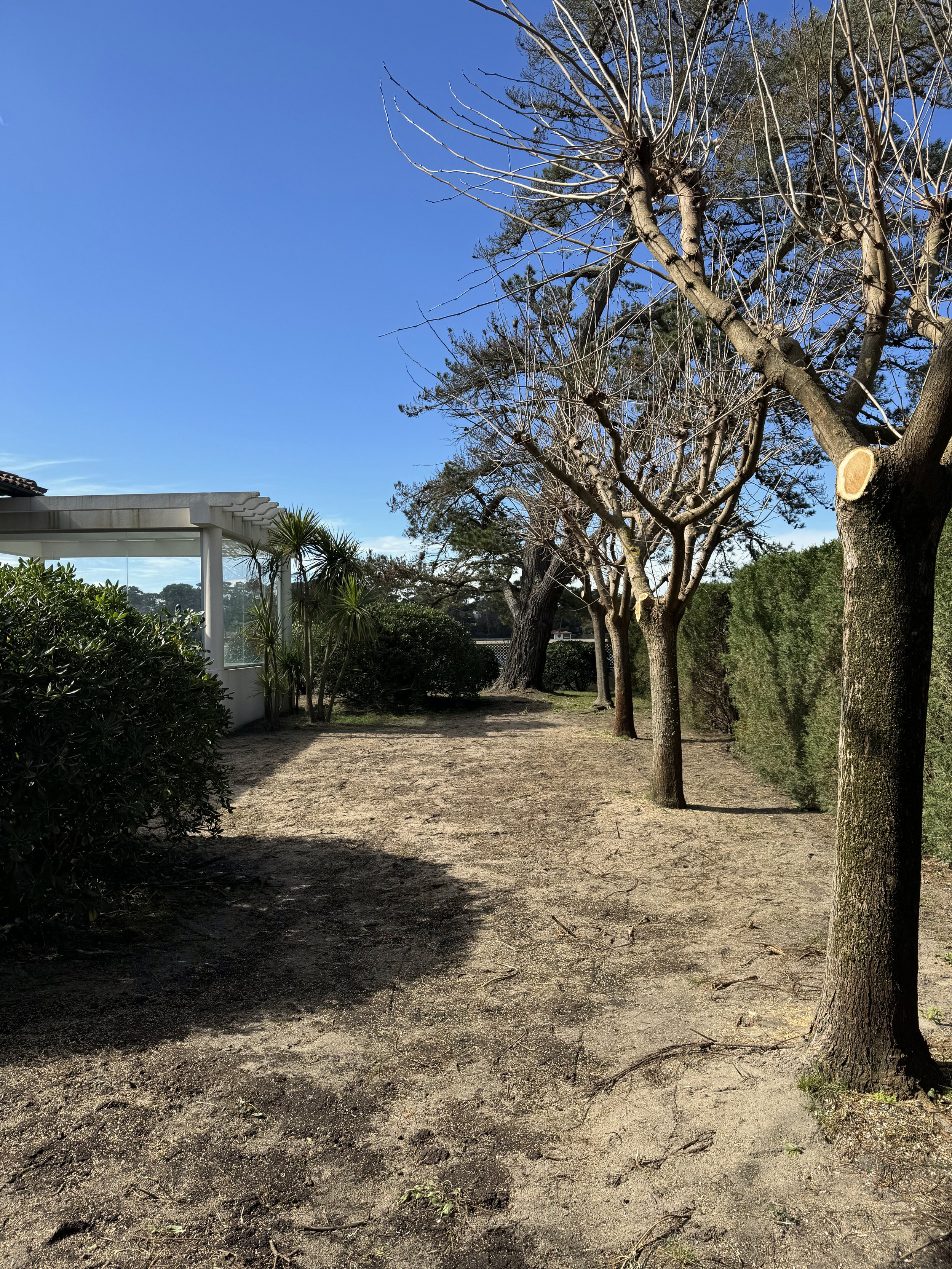 Une allée bordée d'arbres nus dans un jardin ensoleillé, avec un ciel bleu clair.