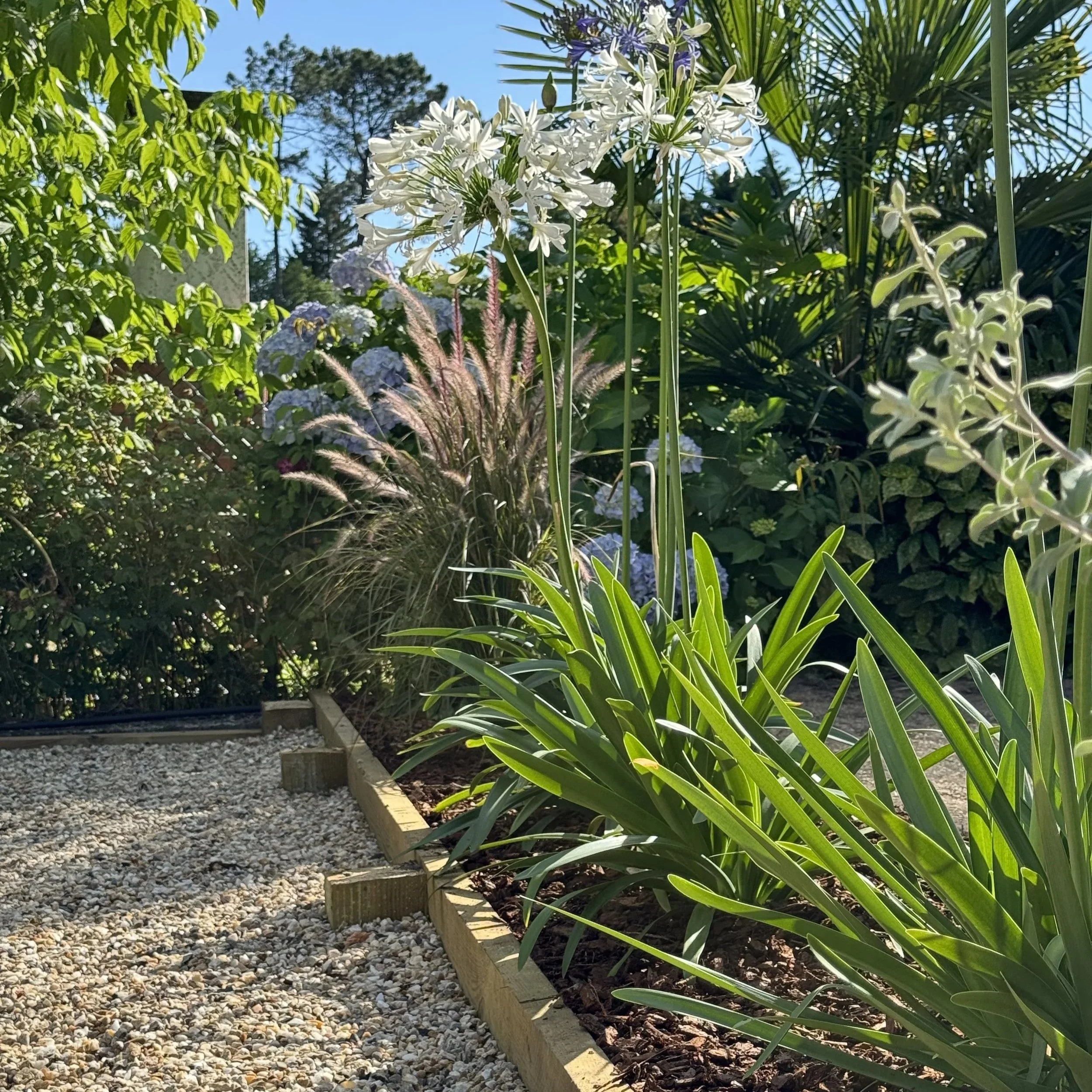 Un jardin avec des plantes verte, fleurs blanches et une allée recouverte de gravier. Le ciel est bleu et clair.