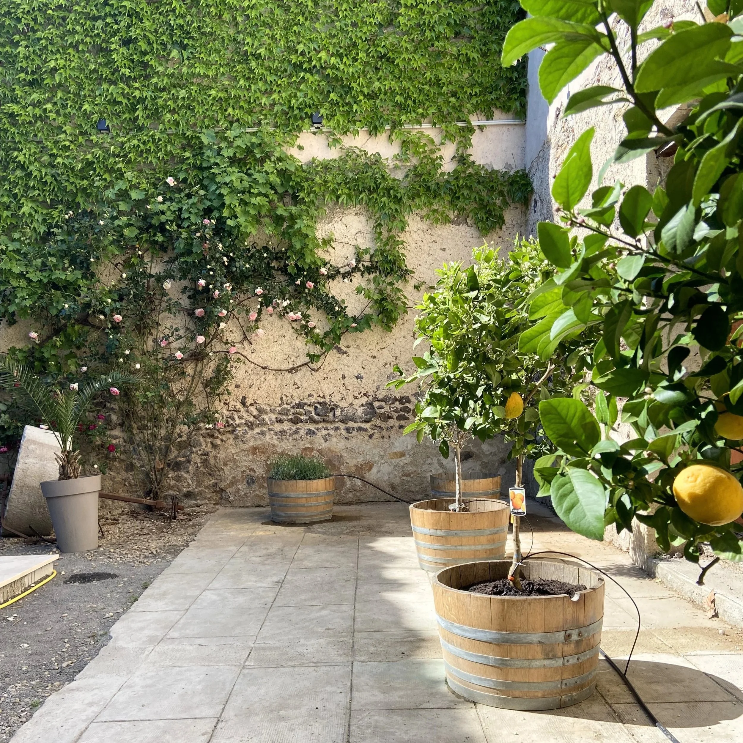 Jardin avec plantes en pot et murs en pierre, sous un ciel clair.