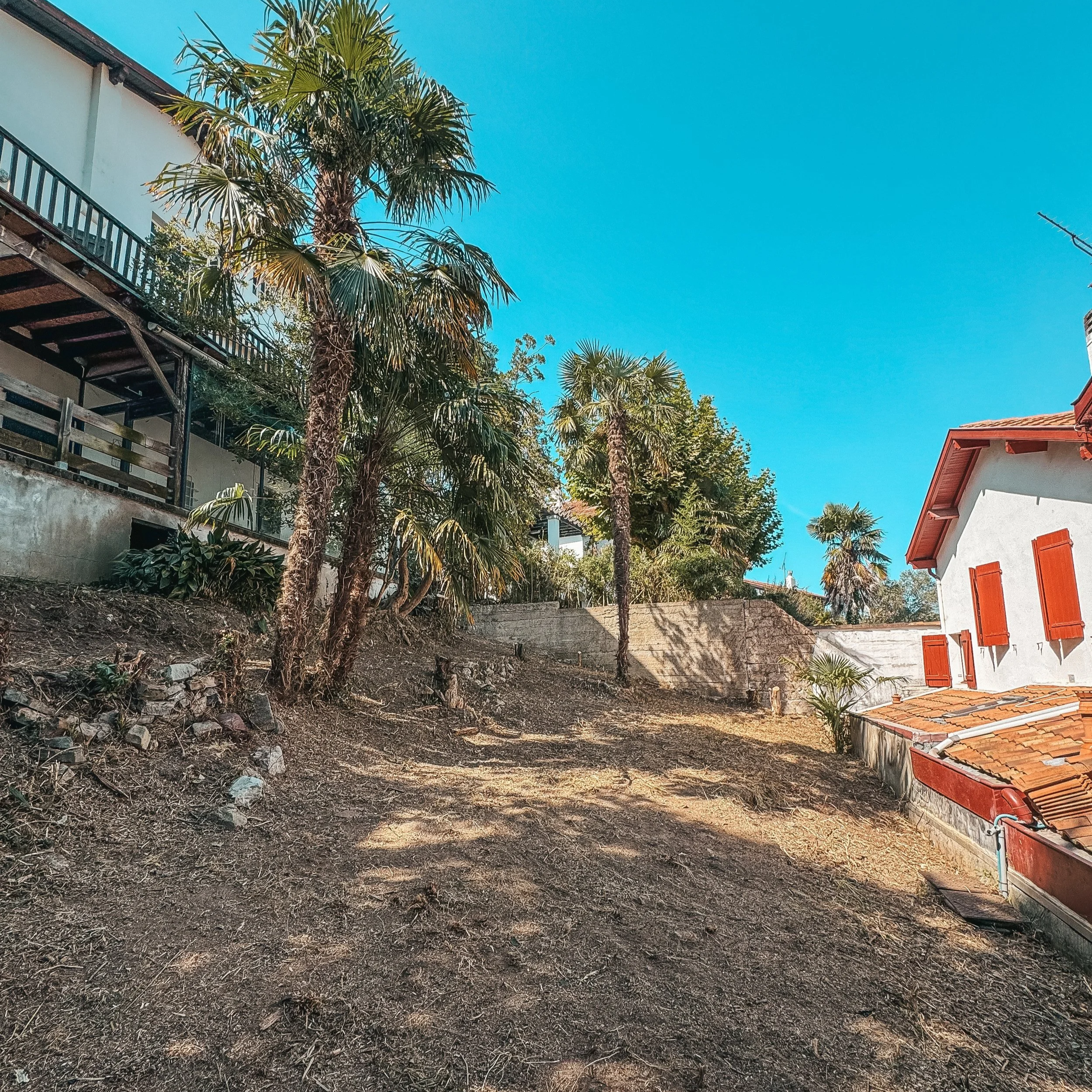 Yard with several tall palm trees, a white building with red shutters, and a clear blue sky.