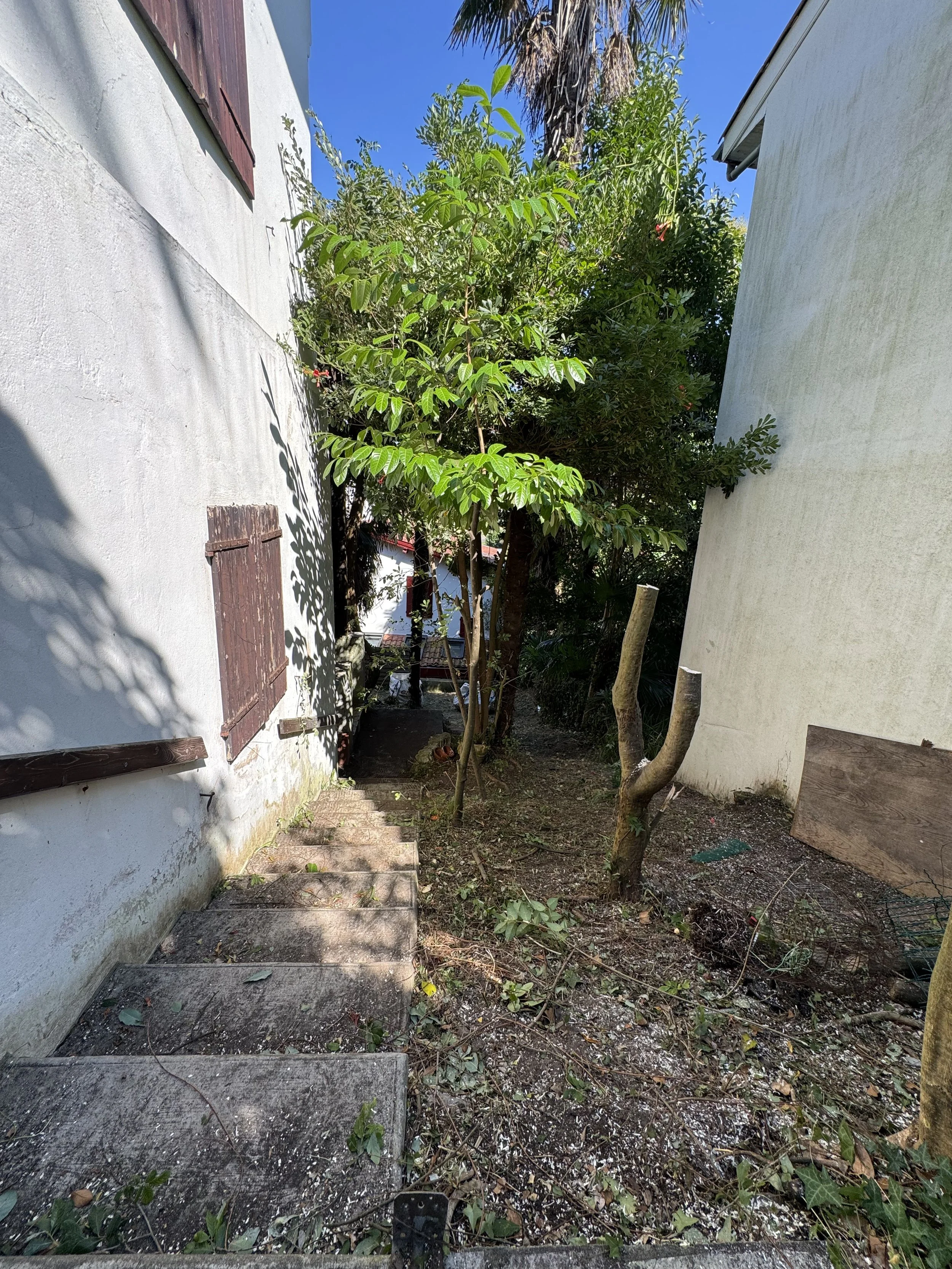 Un petit jardin entre deux maisons avec une végétation dense comprenant un arbre, des branches coupées, des feuilles et des branchettes, avec une allée en pierre menant vers un espace au fond. La scène est en plein jour avec un ciel bleu clair.