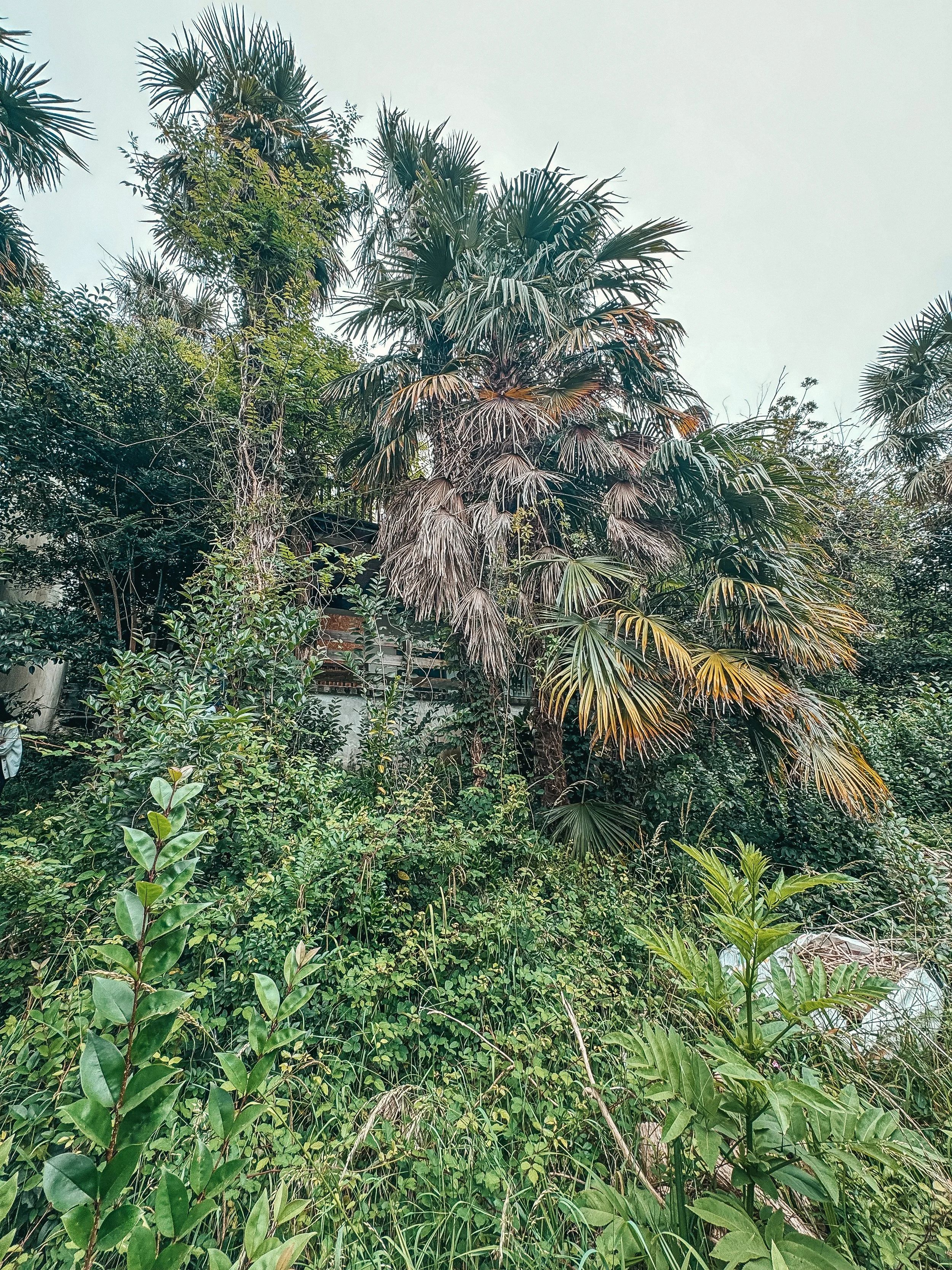Une végétation dense avec divers types de plantes et d'arbres, dont un palmier et d'autres buissons, sous un ciel gris.