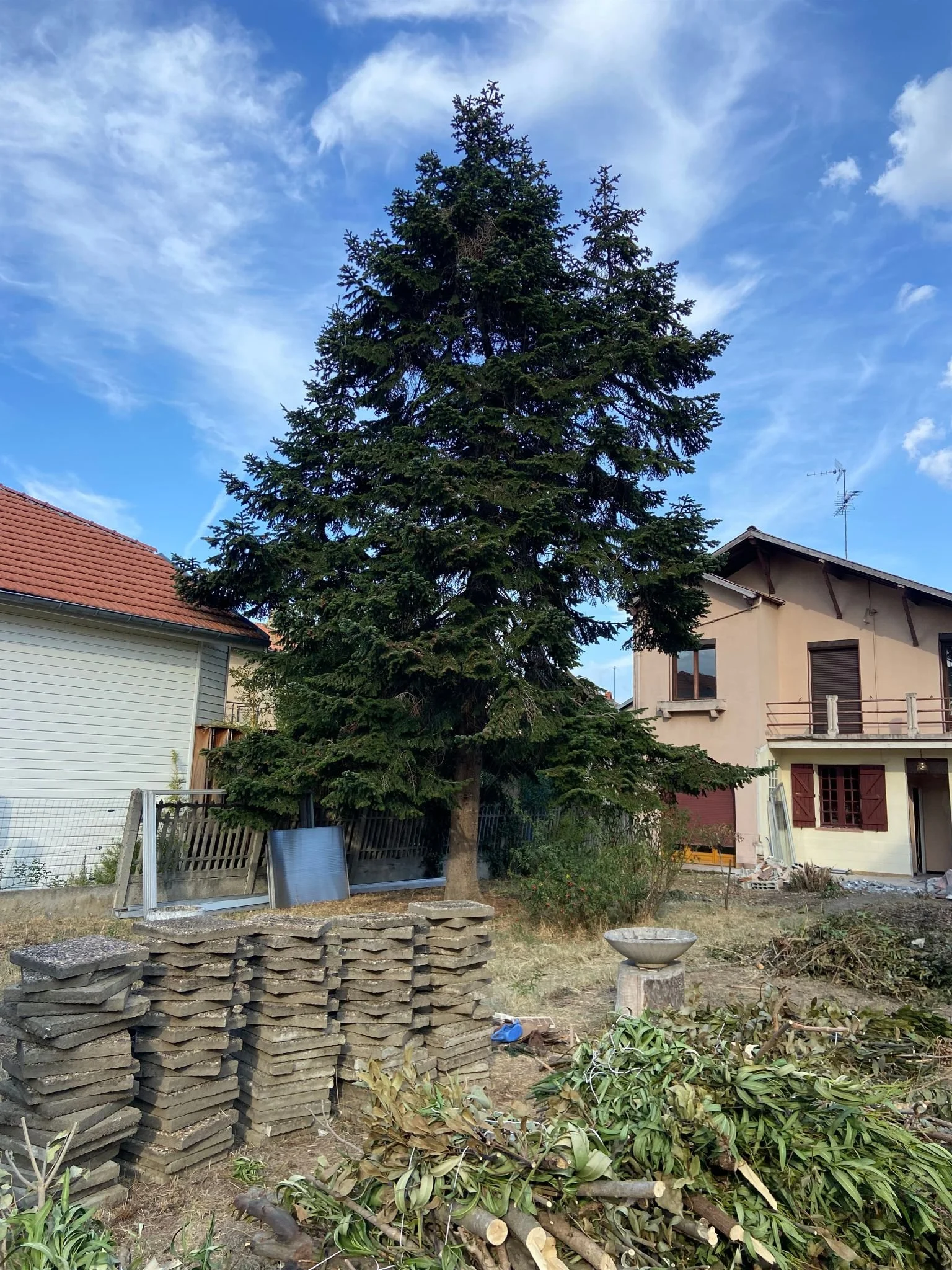 Un grand arbre vert dans un jardin résidentiel avec des maisons voisines et un ciel bleu avec quelques nuages.