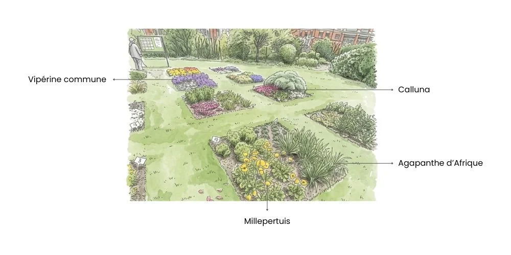 Palette végétale avec nom d'espèces de plantes