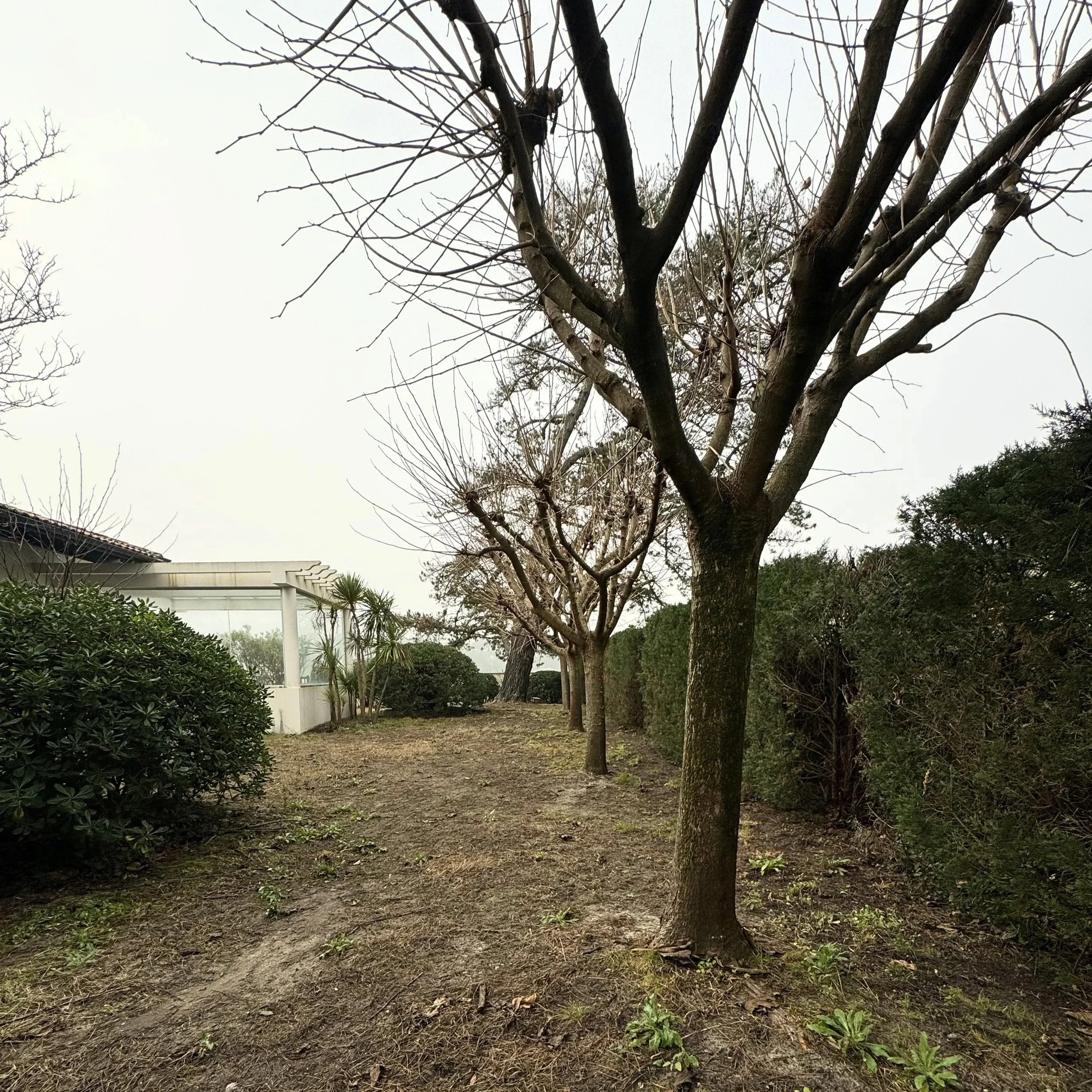 Un arbre sans feuilles dans un jardin résidentiel, avec des buissons verts en dessous et un bâtiment à gauche, sur un ciel nuageux.