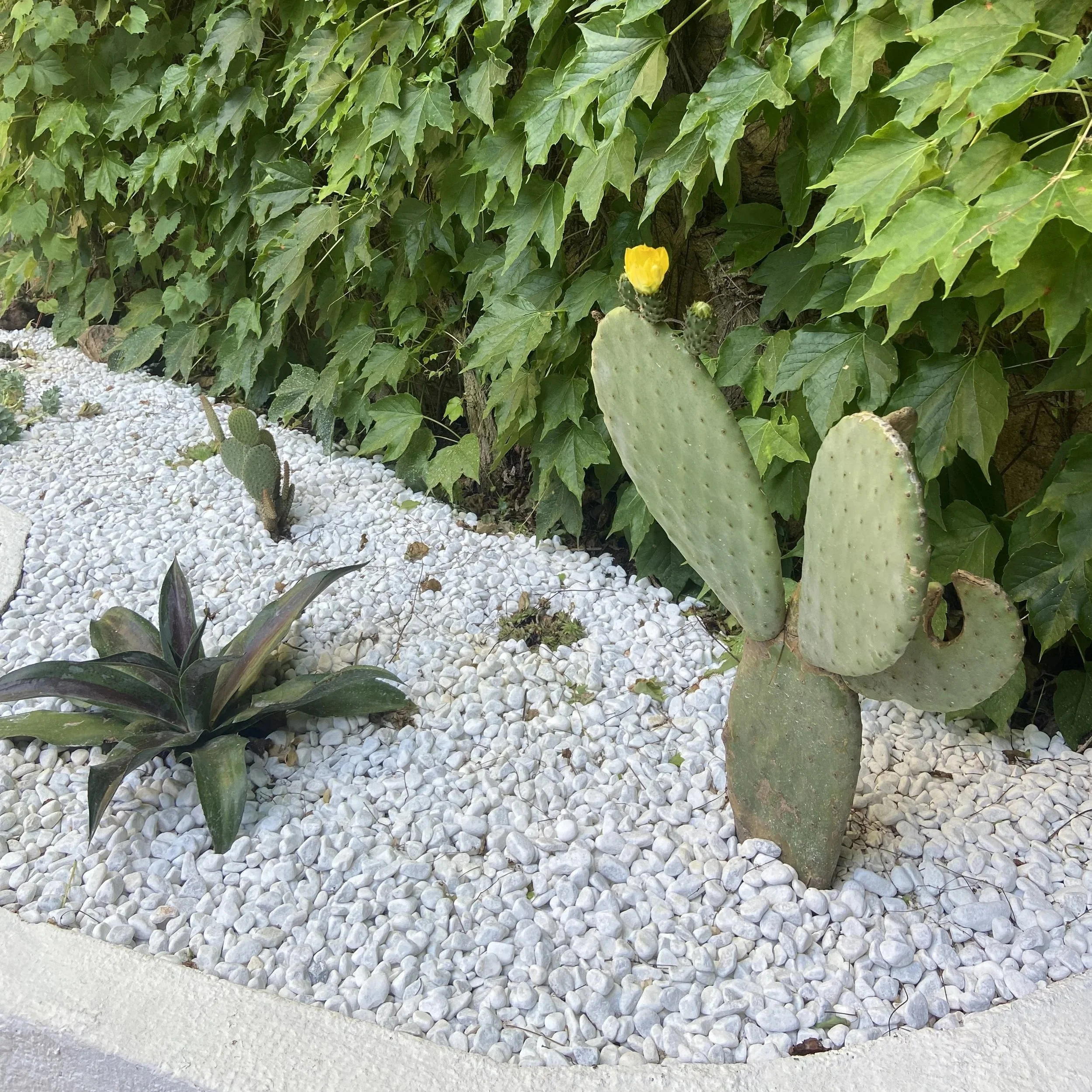 Une façade de végétation avec des feuilles vertes abondantes et un cactus avec une fleur jaune en floraison. Le sol est recouvert de petits cailloux blancs.