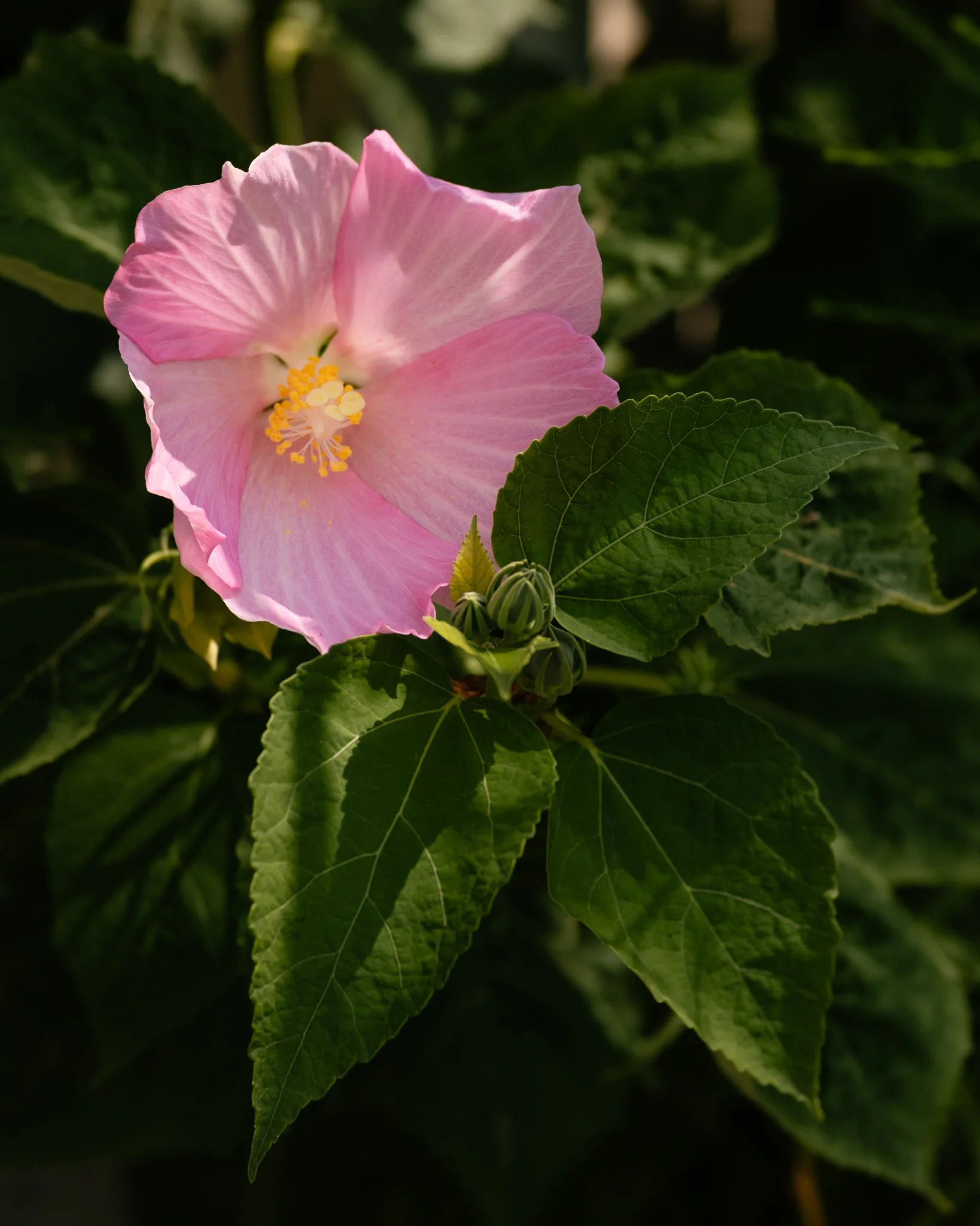 pink flower of a swamp or common rose mallow plant