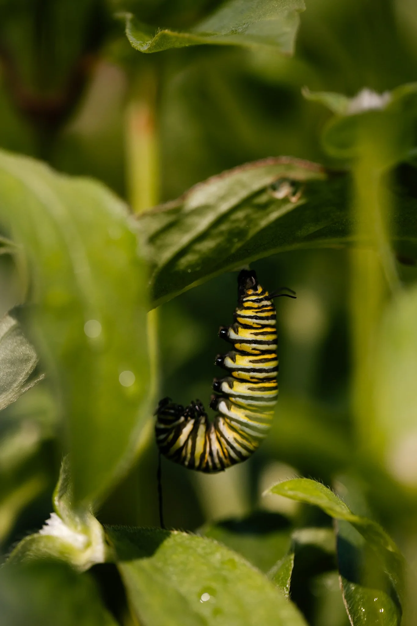 A monarch caterpillar getting ready to make its chrysalis.