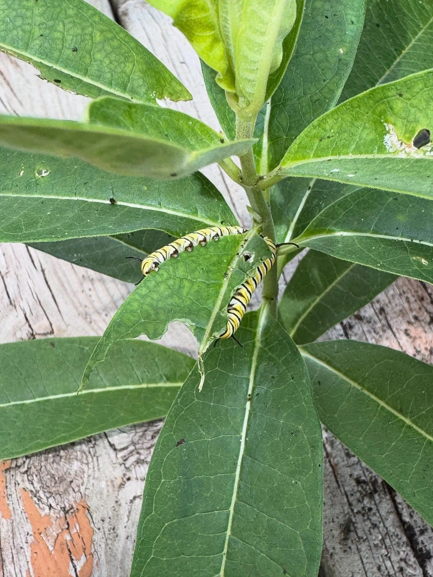 Our back porch (which I power washed and cleaned at the start of summer and have still not stained) is apparently now a monarch caterpillar nursery. There are patches of milkweed everywhere, but they seem to prefer the ones growing through our deck b