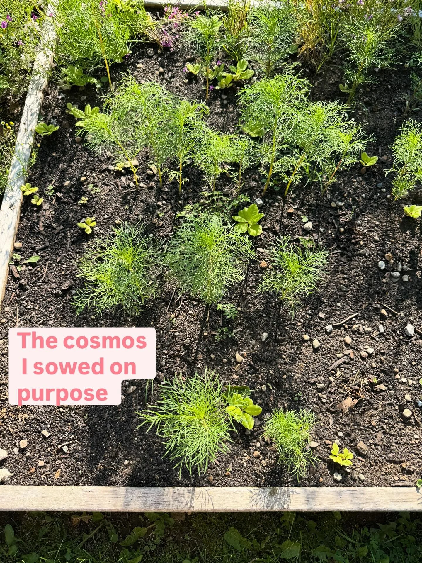 Well they don&rsquo;t want to grow where I want them to, but they&rsquo;re thriving in the rocks. 🤣