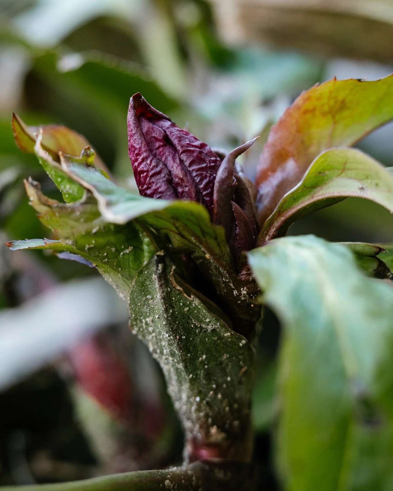 Signs that spring is imminent. Maybe that depends on your definition of imminent, but it's good enough for me. 

Sure, the odds are high we&rsquo;ll see more snow and some freezing temperatures, but the plants know it won&rsquo;t last and sooner rath