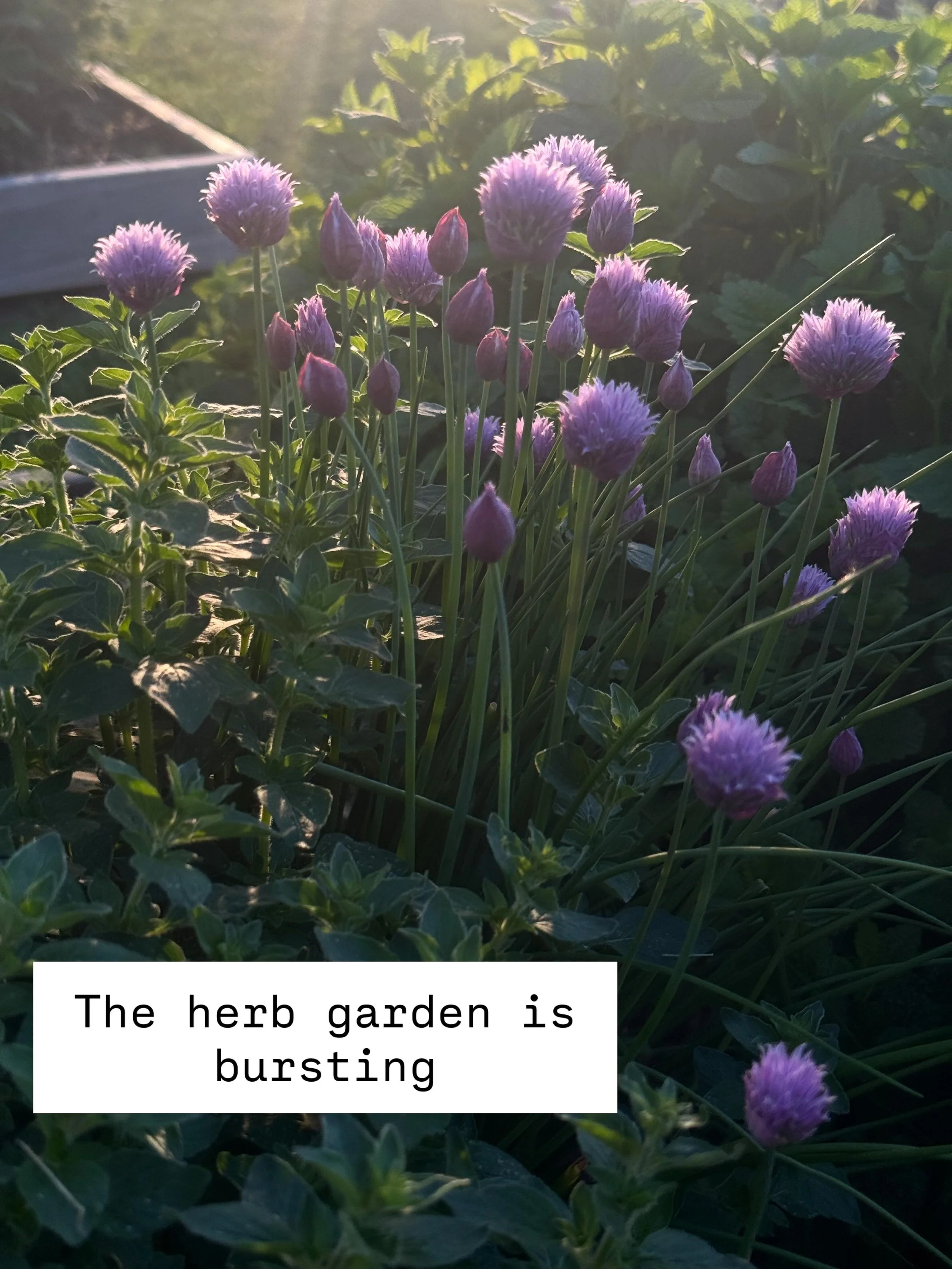 May started quiet and cold, but this last week hit the ground running. There&rsquo;s lots of weeds that still need weeding but it&rsquo;s coming! I pulled some figwort that appeared to have asters yellow and will dispose of it so hopefully it doesn&r
