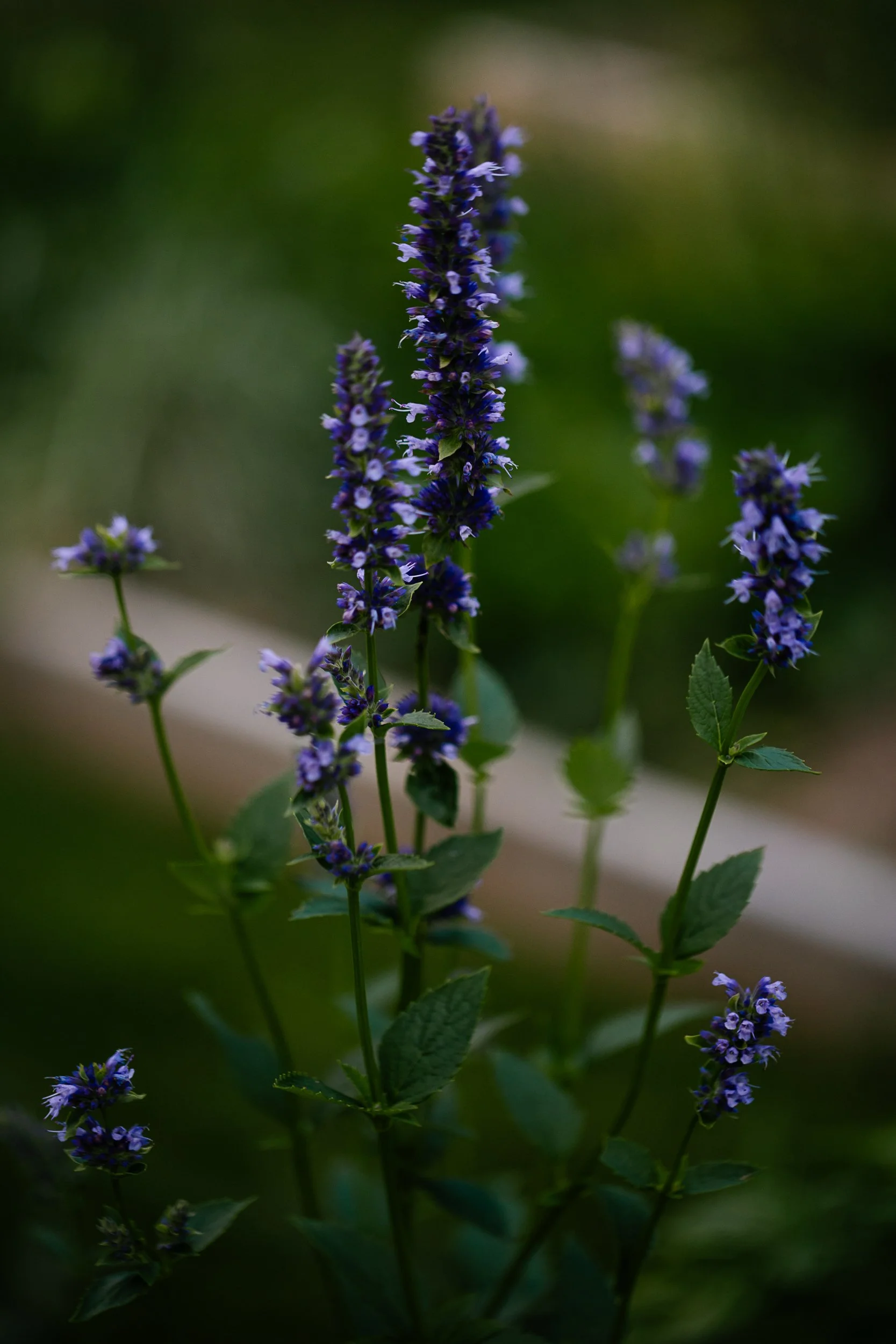 a bloom of anise hyssop in a summer garden