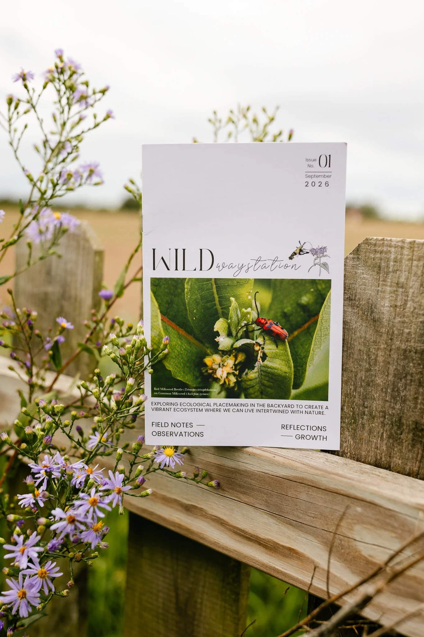 Front cover of a printed zine sitting on a dog-eared fence alongside Smooth Blue asters in bloom.