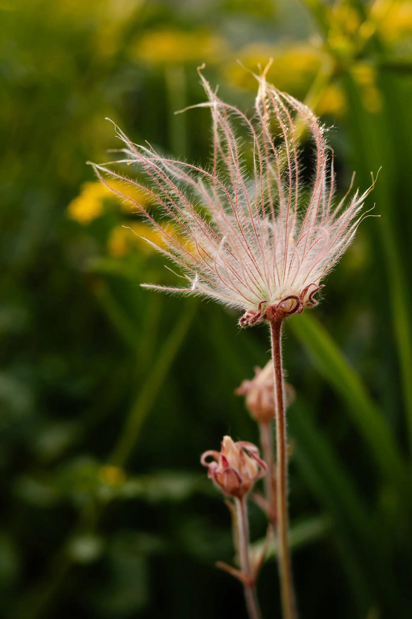 a whispy seed head of prairie smoke