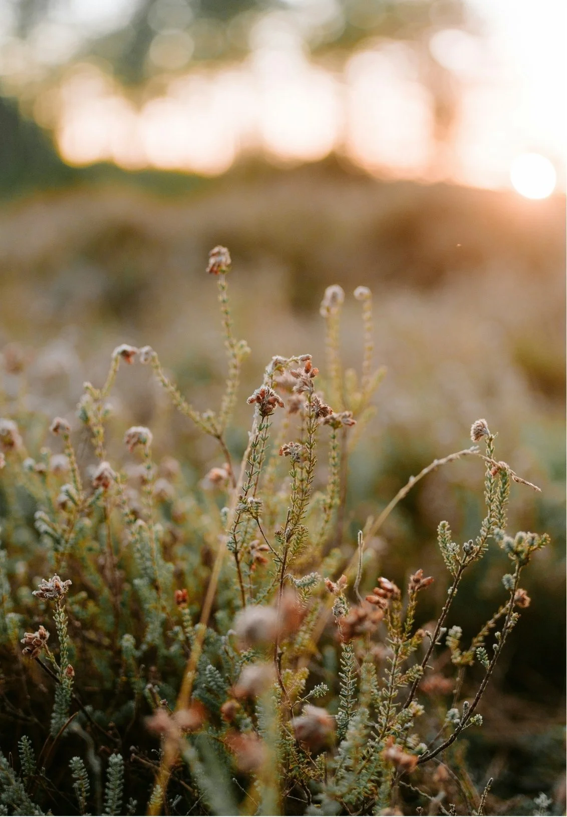 Close-up of dry, small plants or weeds in a field during sunset with warm, blurry background.