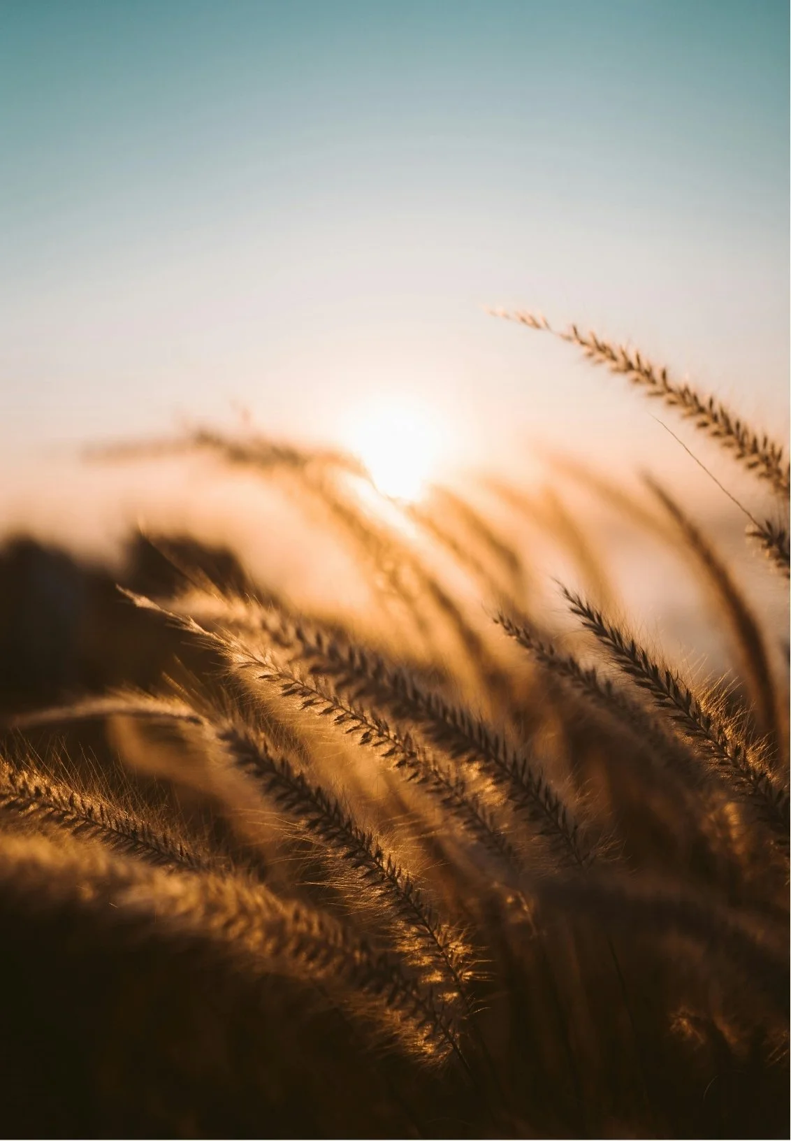 Close-up of wheat stalks at sunrise or sunset with the sun low on the horizon in the background.