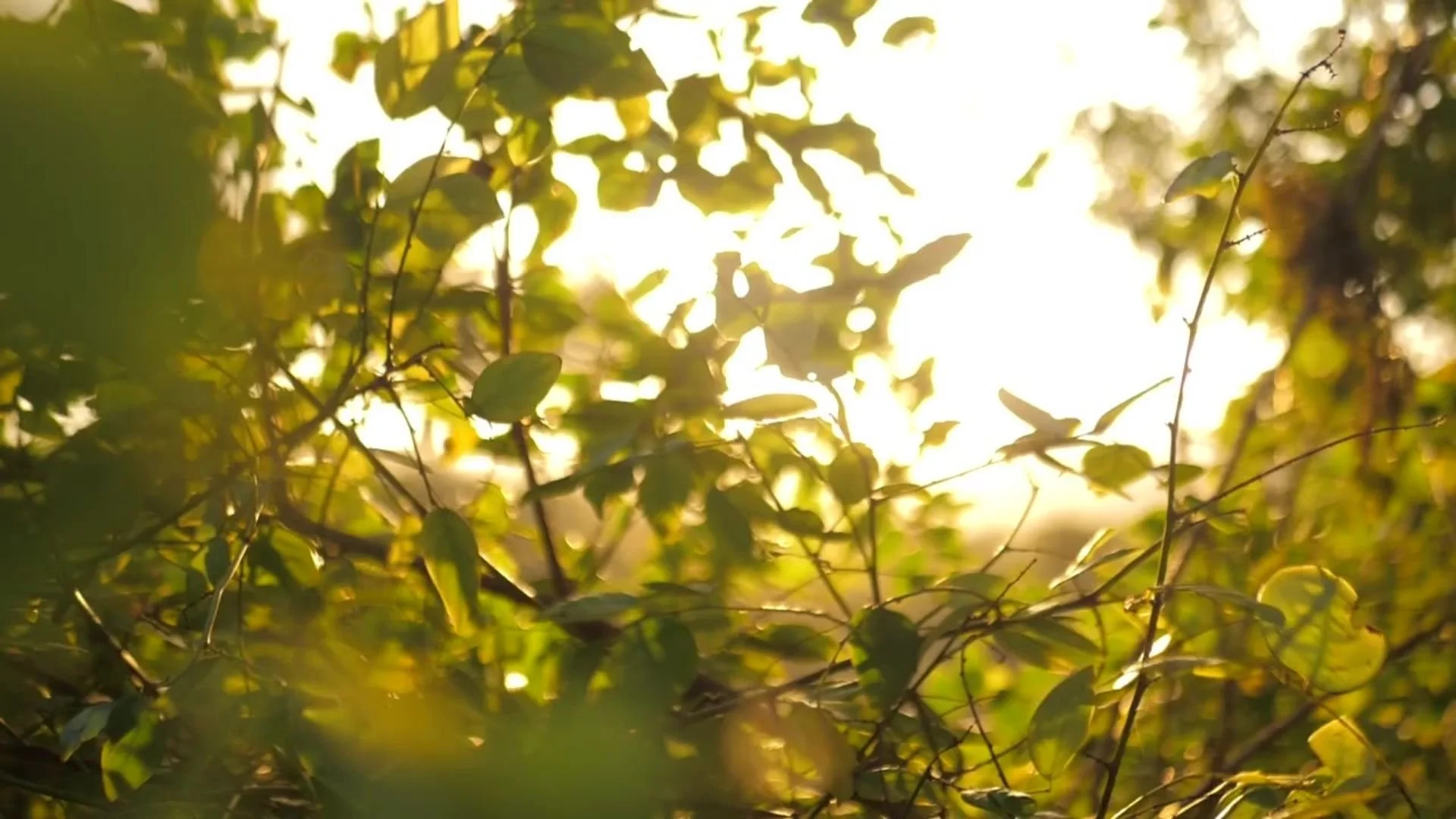 Shaayestah - Video (5).jpg