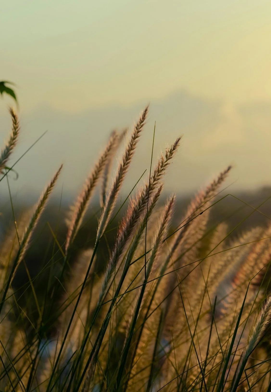 Close-up view of tall grass with seed heads swaying in the breeze during sunset with a warm, soft light.