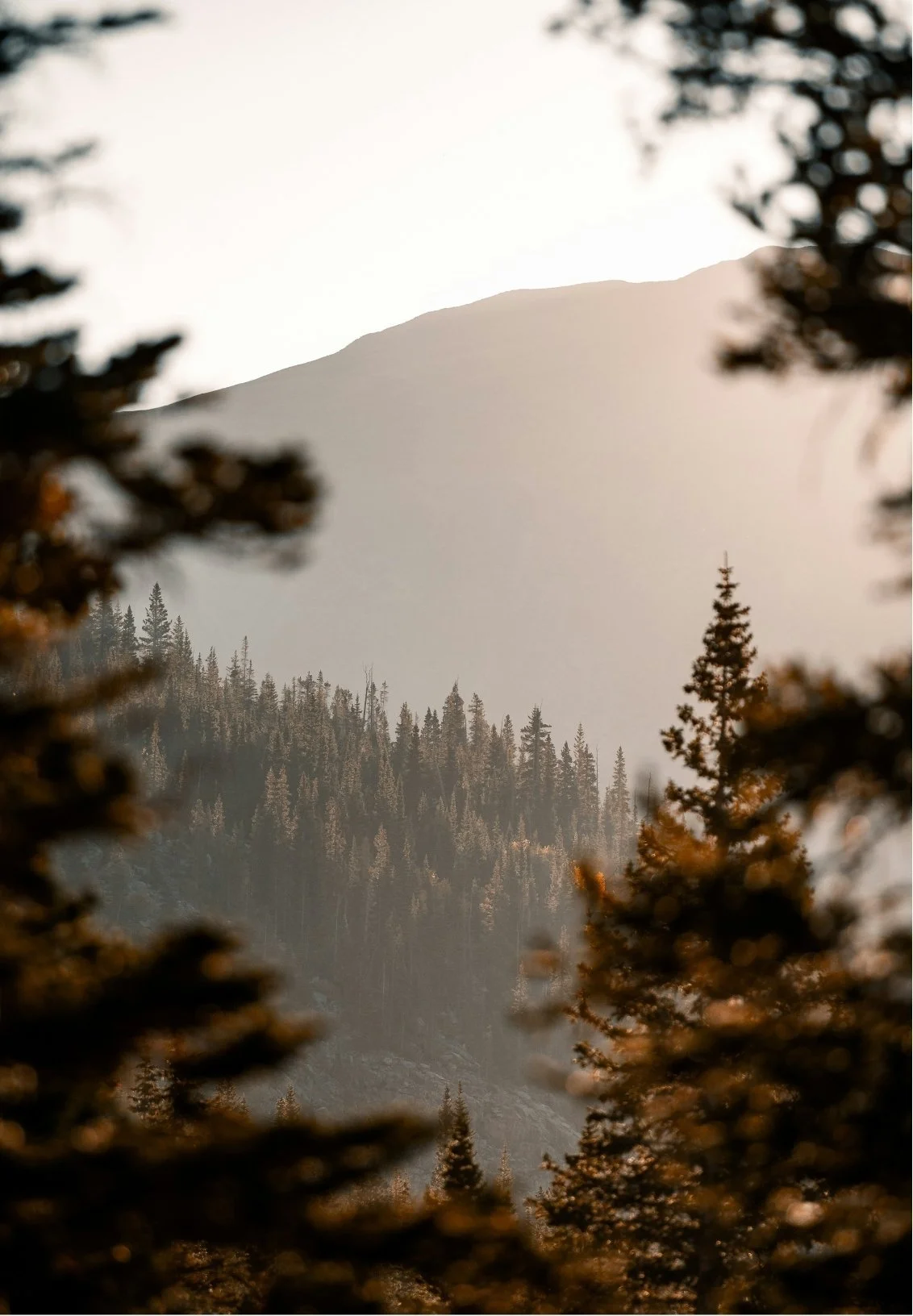 Mountain view framed by blurred pine tree branches with a dense forest at the base.