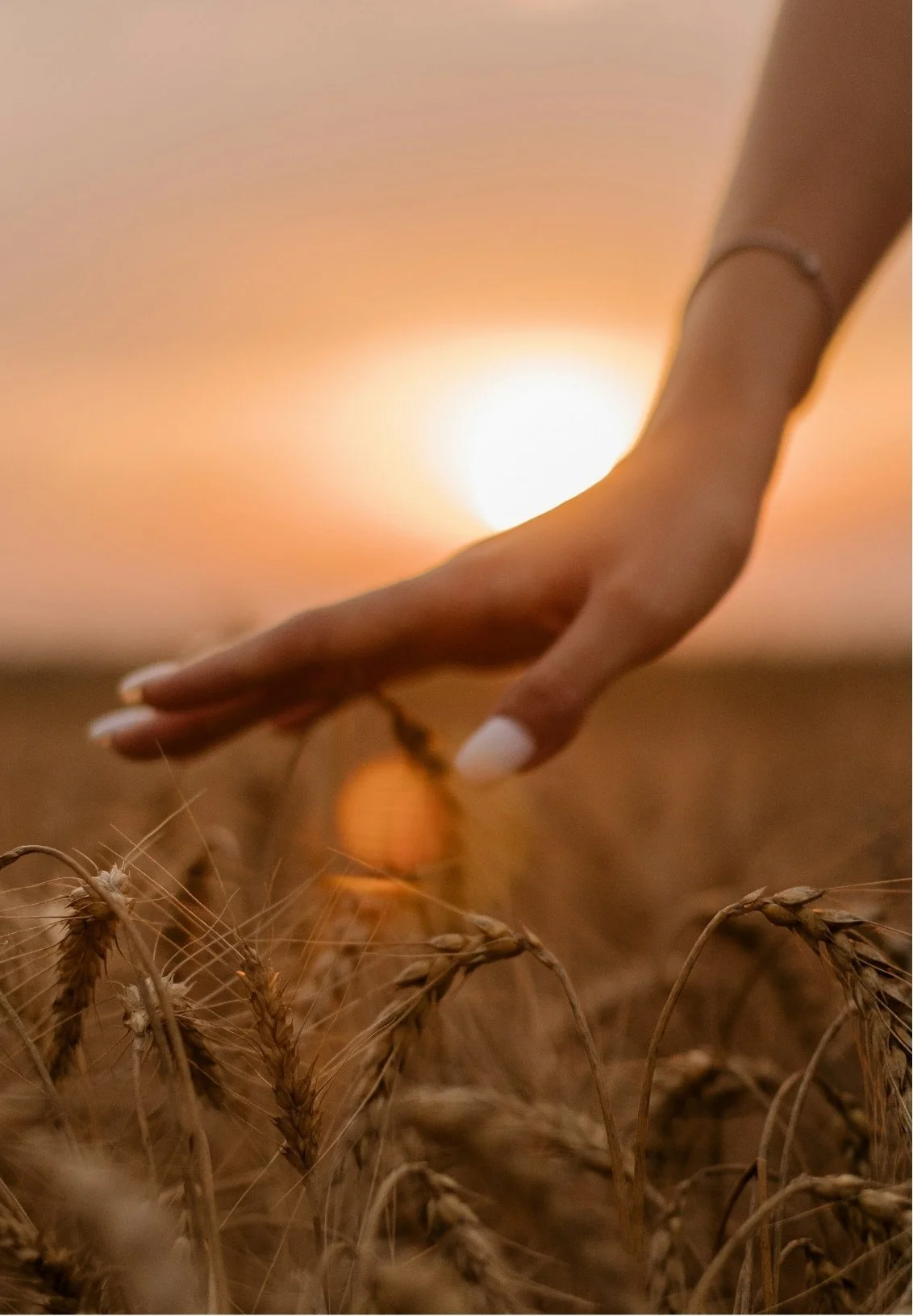 Close-up of a hand with white nail polish touching wheat stalks in a field at sunset.