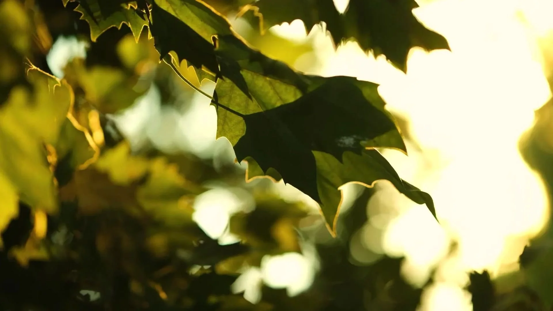 Shaayestah - Video (4).jpg