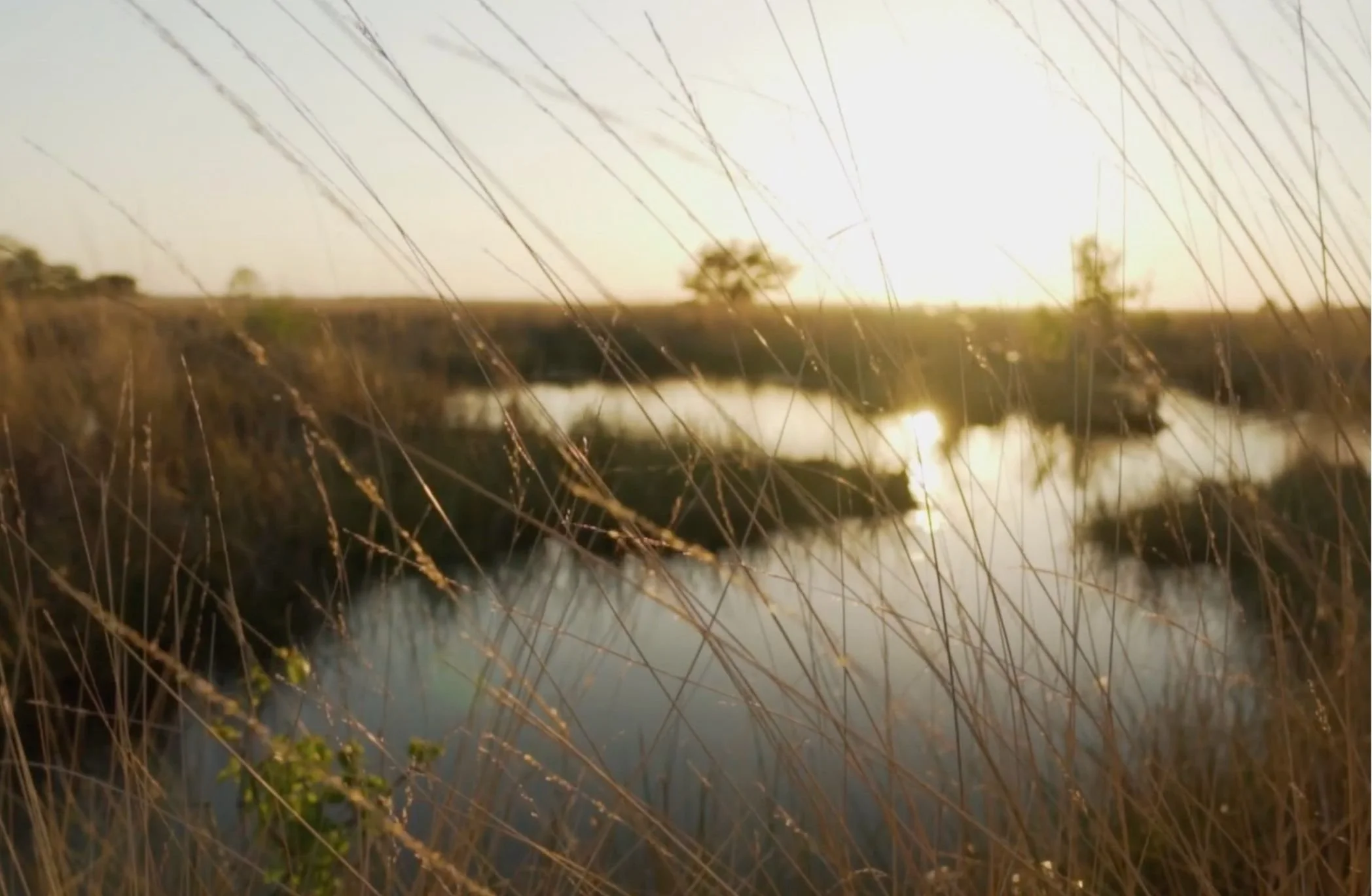 Shaayestah - Images (26).jpg