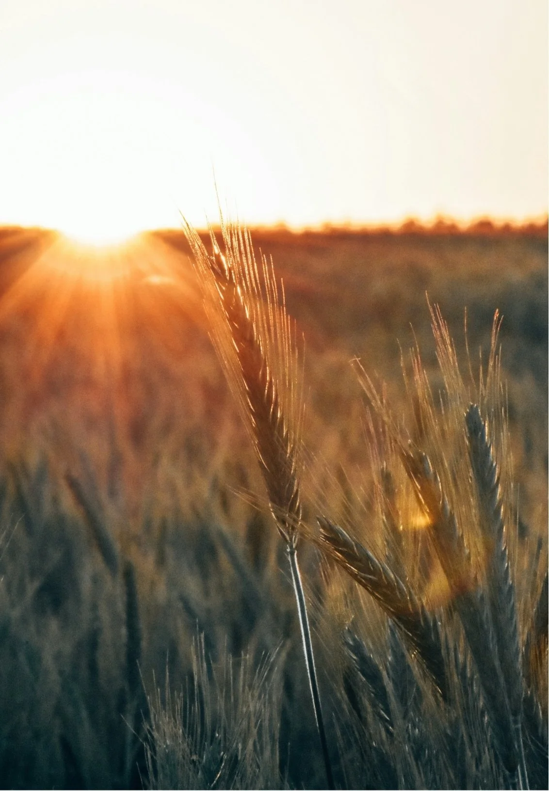 Close-up of wheat stalks in a field during sunset.