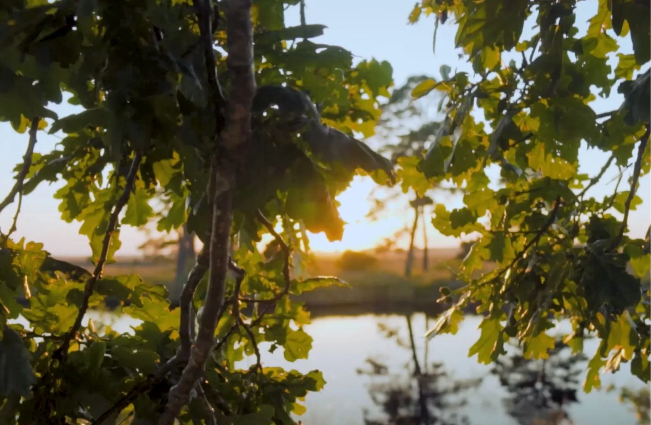 Shaayestah - Images (27).jpg