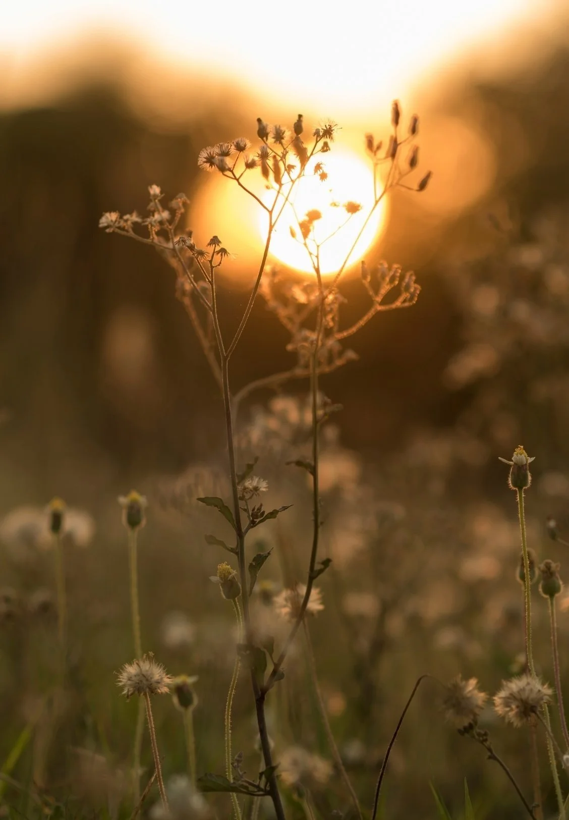 Silhouetted wildflowers against a setting sun with a warm glow and soft bokeh background.