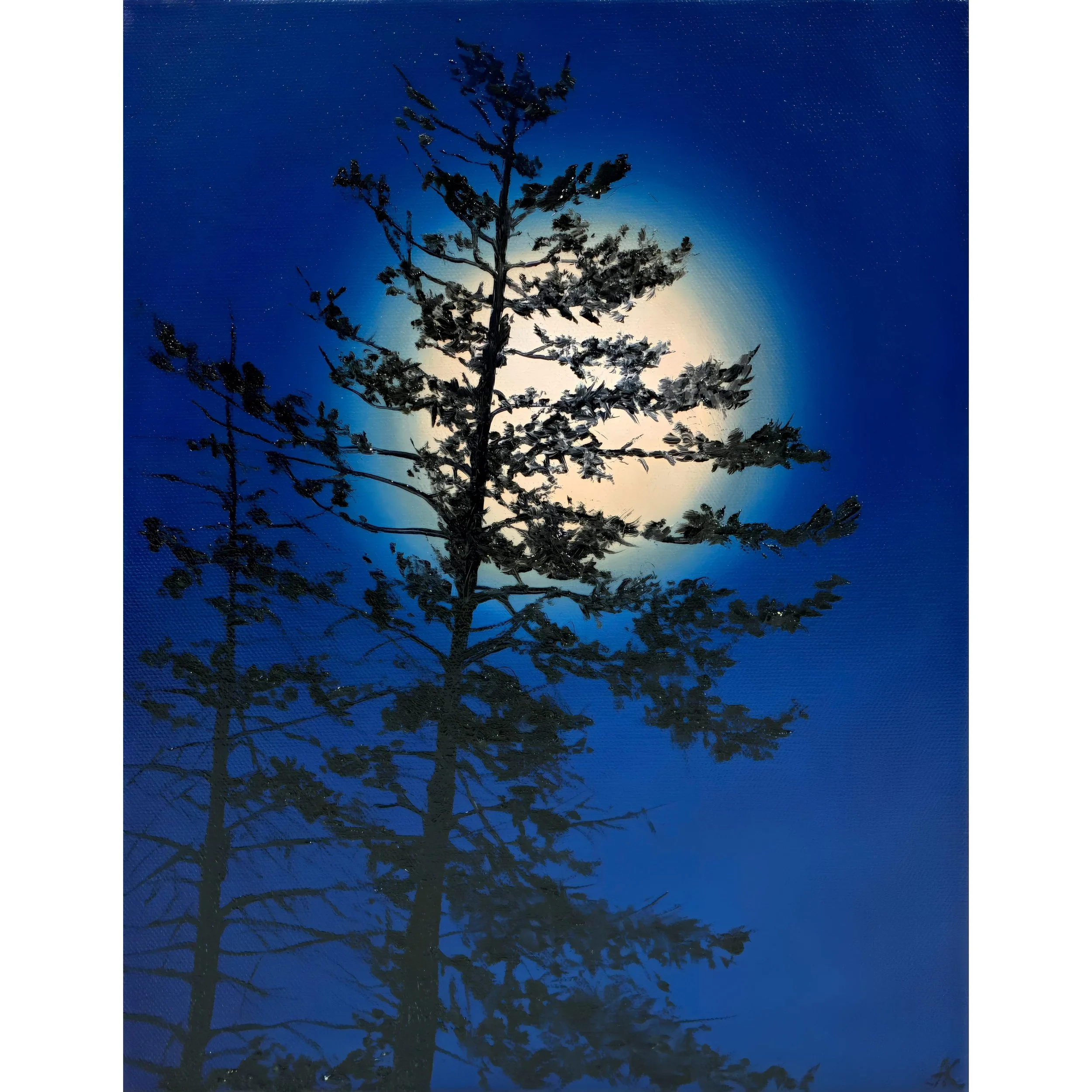Nocturnal Pines | 11" x 14" (35.56 x 27.94 cm) | Oil On Canvas