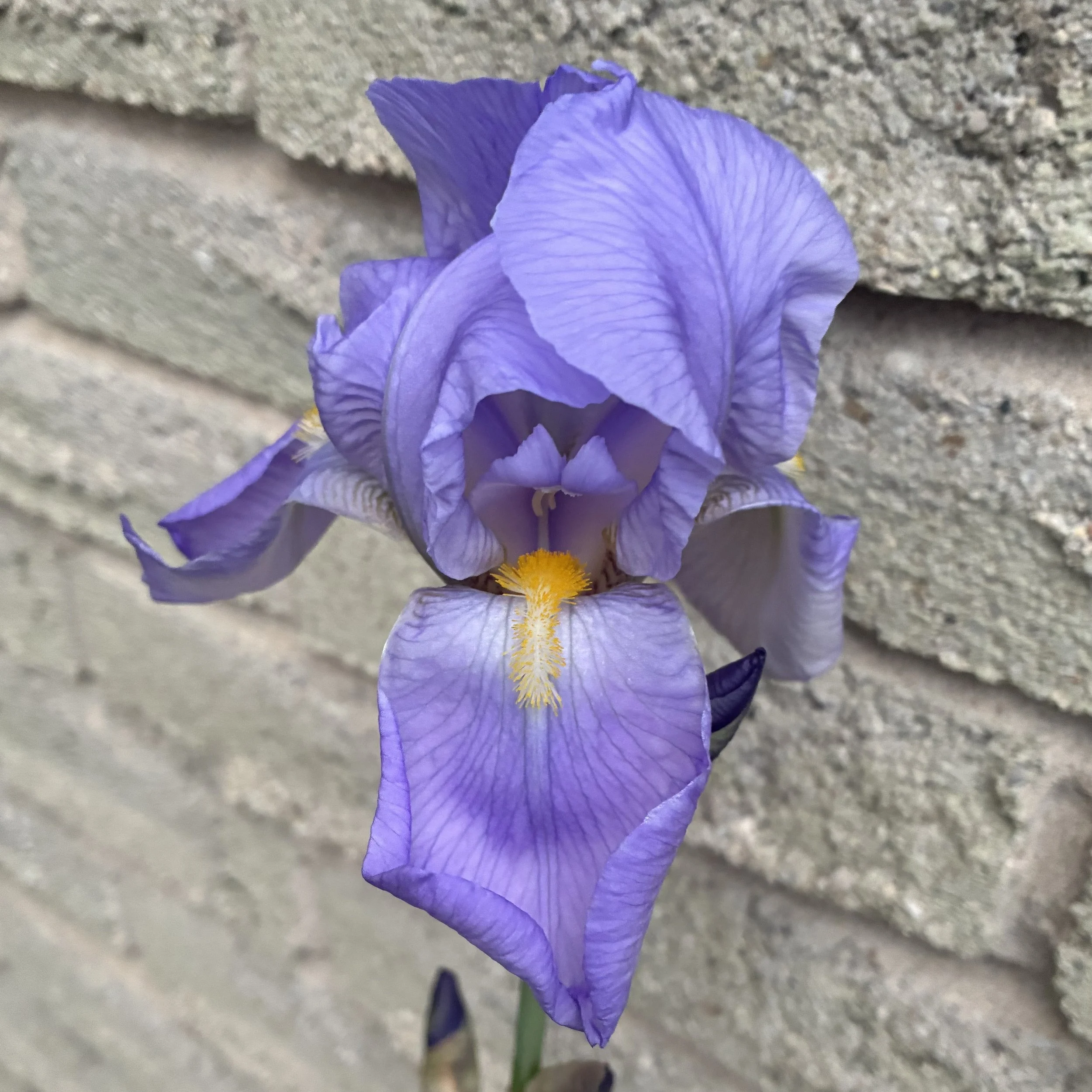 IMG_0211.jpeg