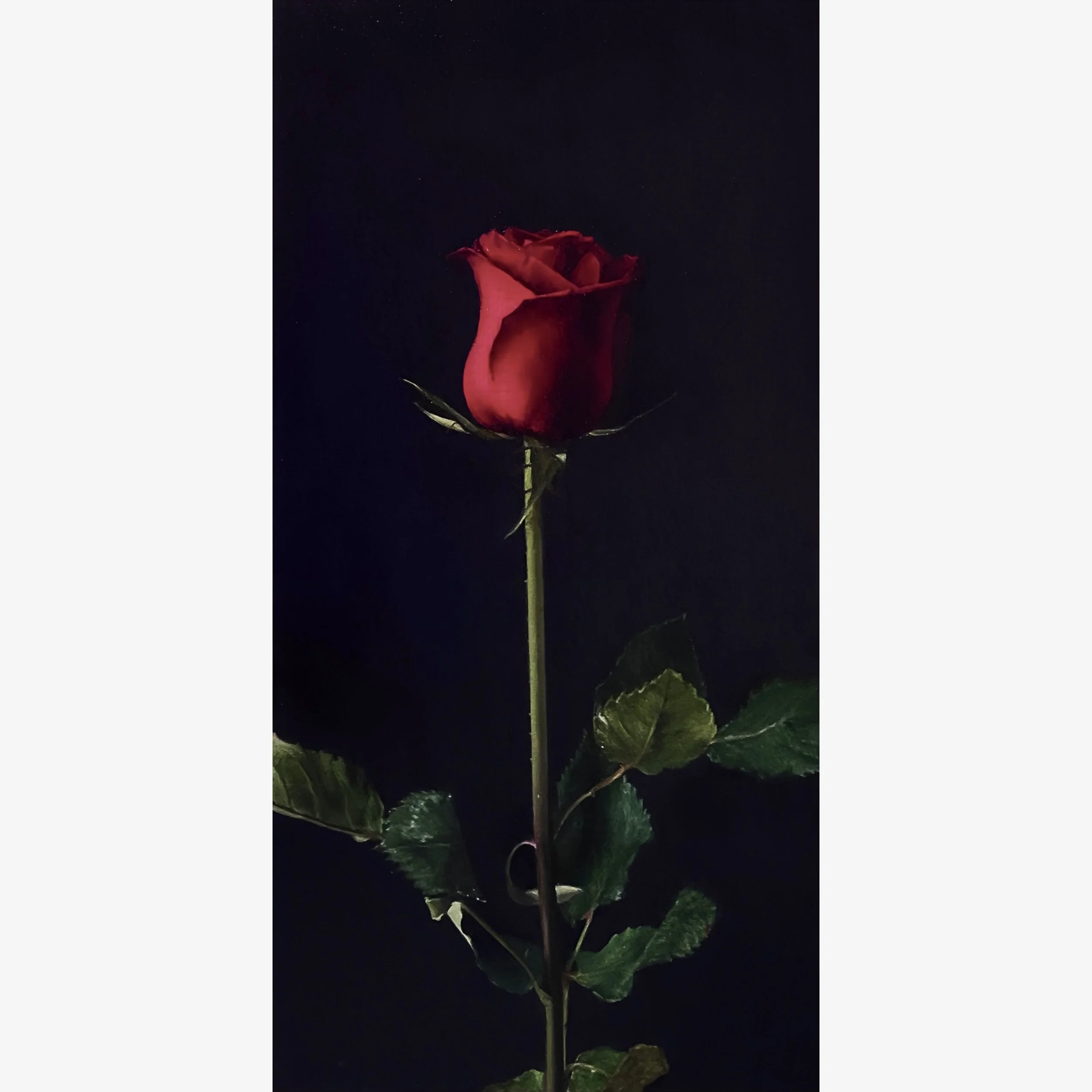 Adrenalin Rose | 12" x 24" (30.48 x 60.96 cm) | Oil On Canvas