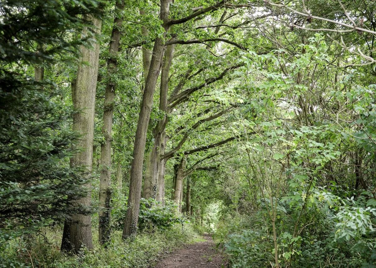A forest trail surrounded by tall green trees and dense foliage.