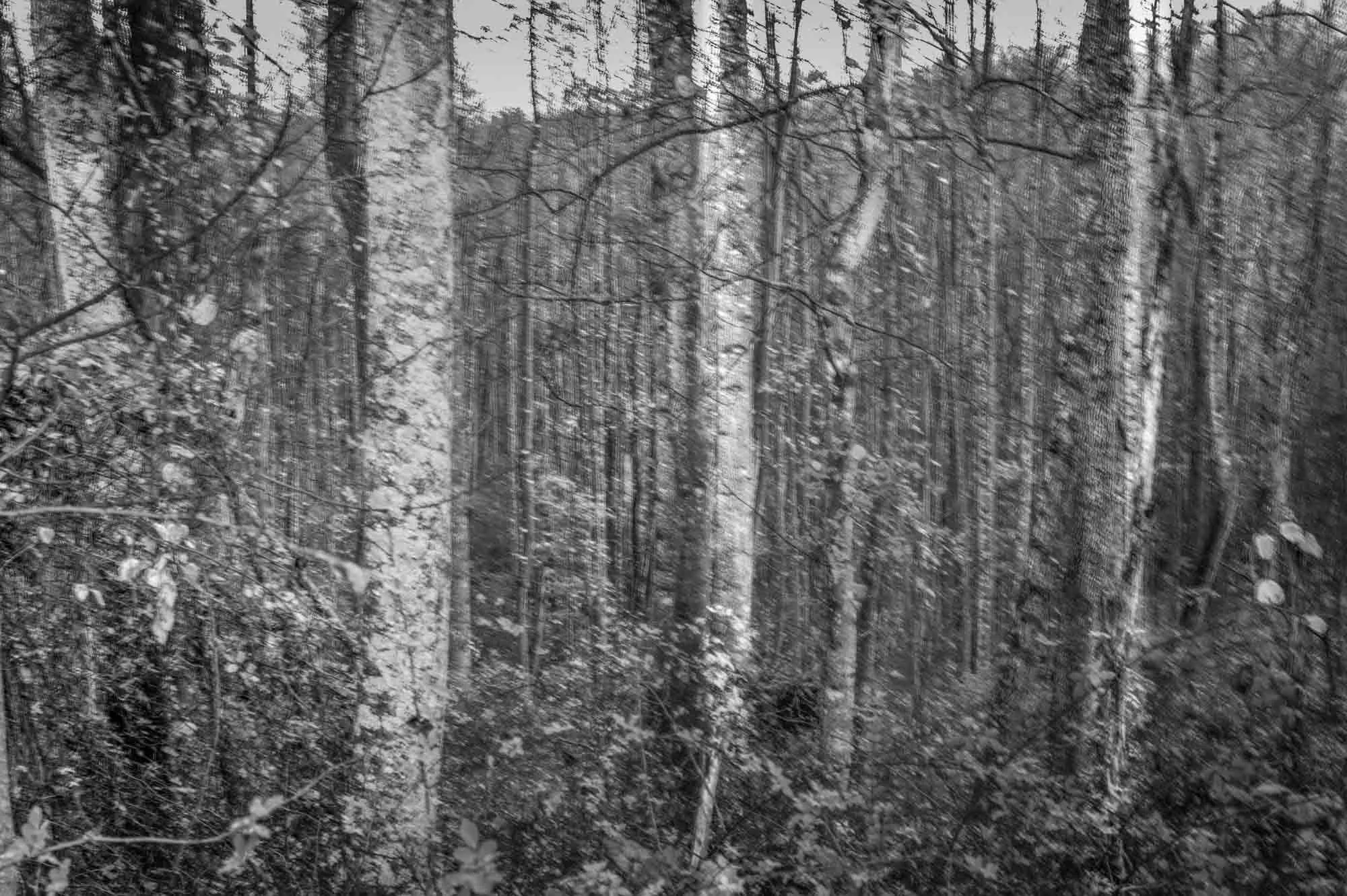 Land Wild, 2024

"That in a vacant soyle, hee that taketh possession of it, and bestoweth culture and husbandry upon it, his Right it is."

 John Cotton, God's Promise to His Plantation, Sermon to Departing Pilgrims, Southampton, England, 1630 

Few 