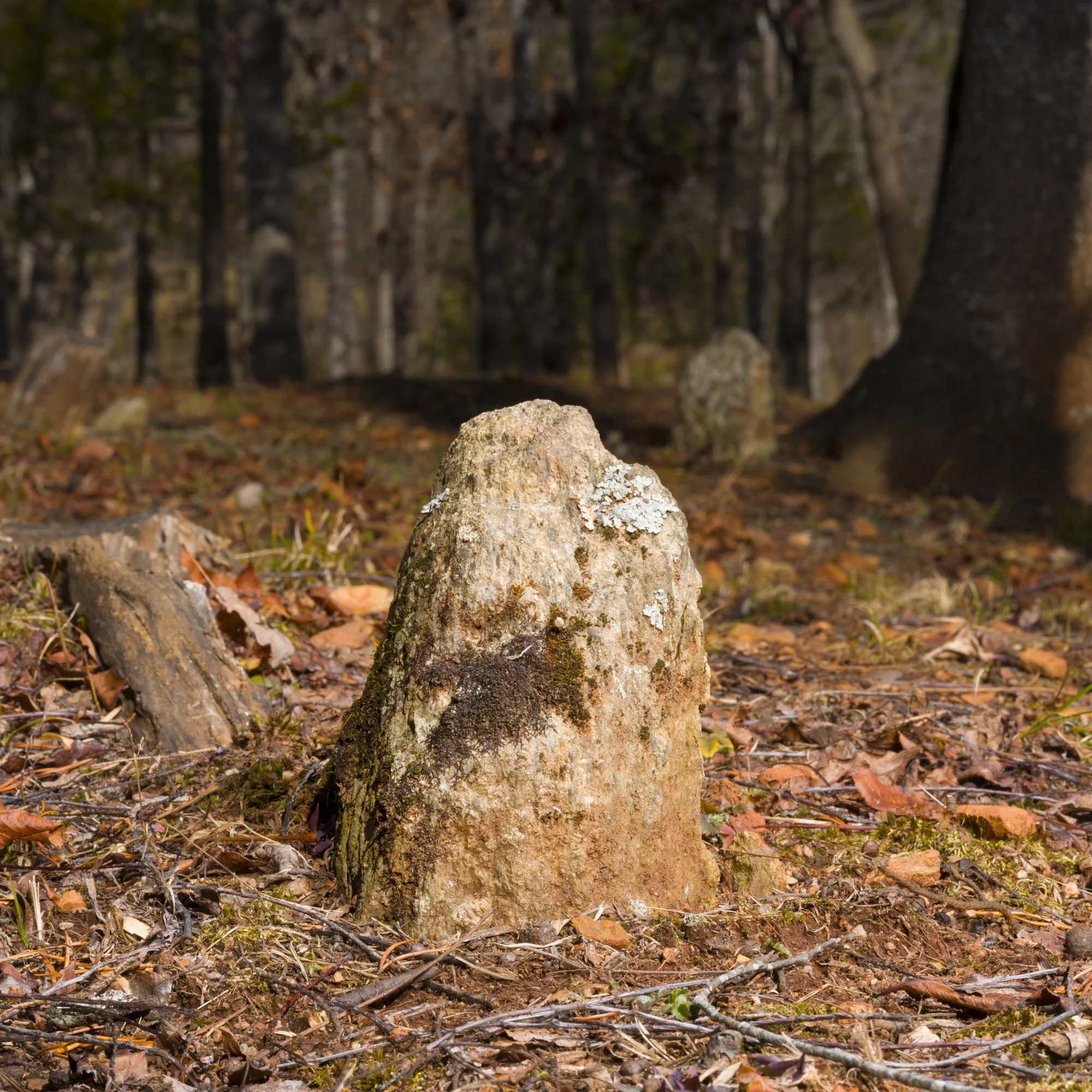 A moss-covered stone in a forest, with trees and fallen leaves in the background.