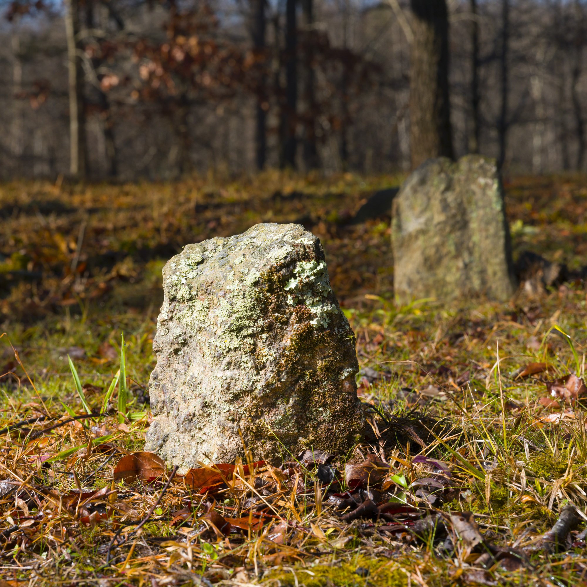 Close-up of two moss-covered stones in a forest with leaf-littered ground and trees in the background.