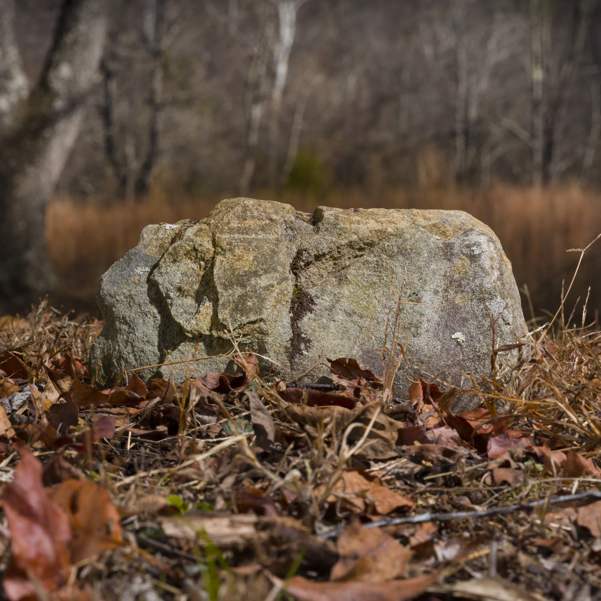 A large rock in a wooded area with fallen leaves on the ground and trees in the background.