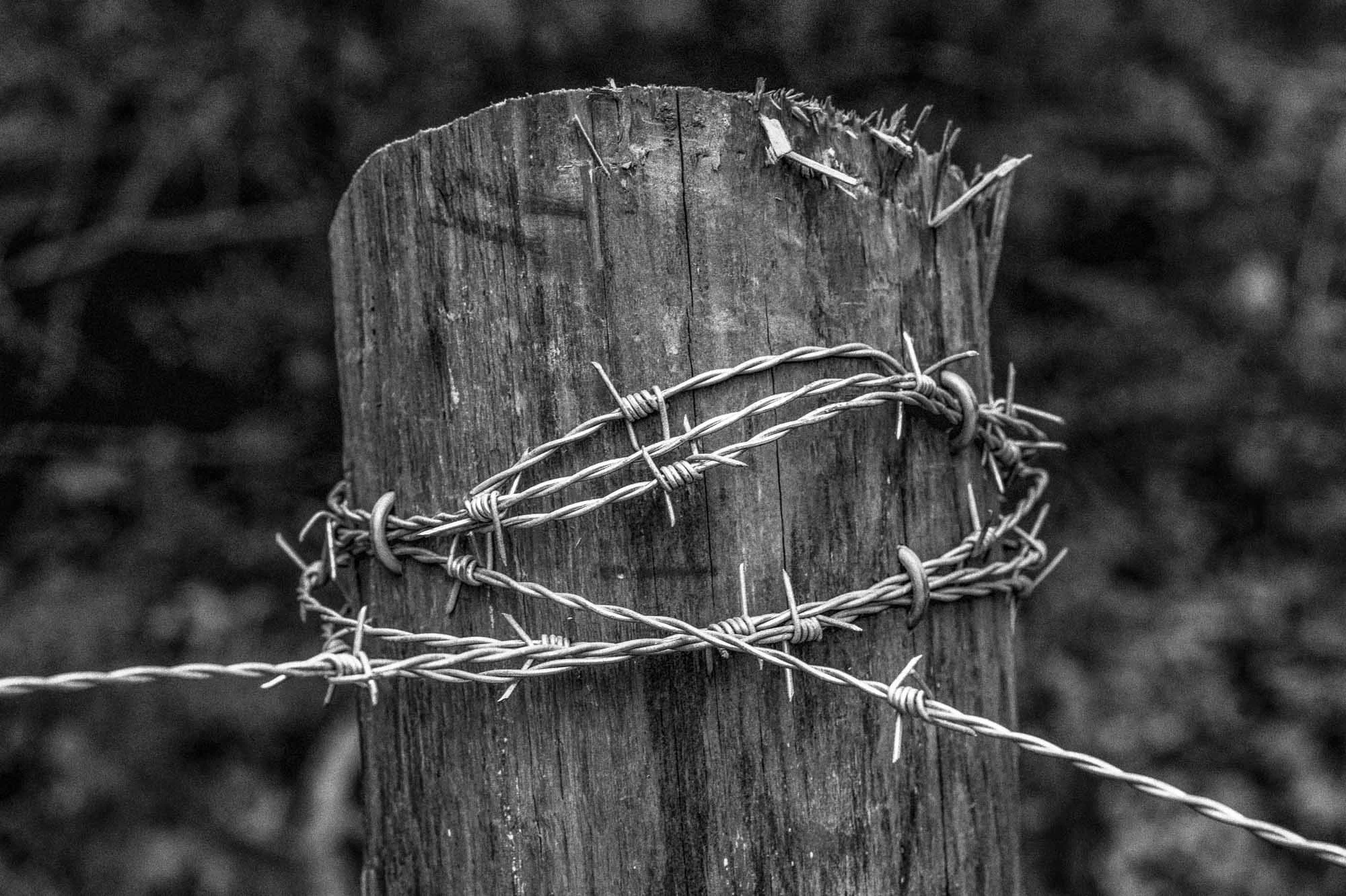 Land Enclosed, 2024

The annual production of barbed wire, invented in 1874, topped 200 million miles by 1885. While the impact of this technological innovation has been studied extensively on the transformation of the American Plains (see Richard Ho