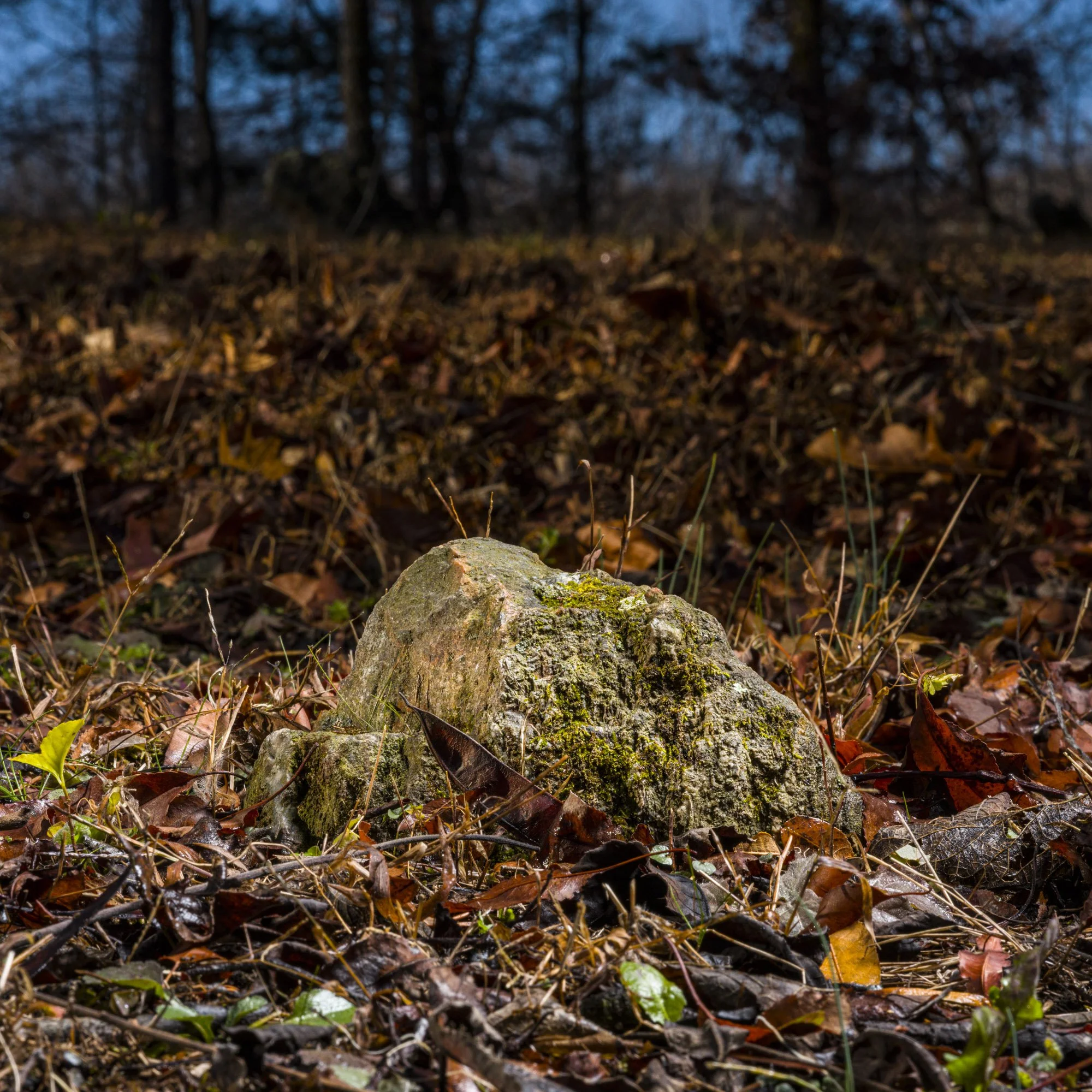 A moss-covered rock on a bed of fallen leaves and twigs in a forest at dusk.
